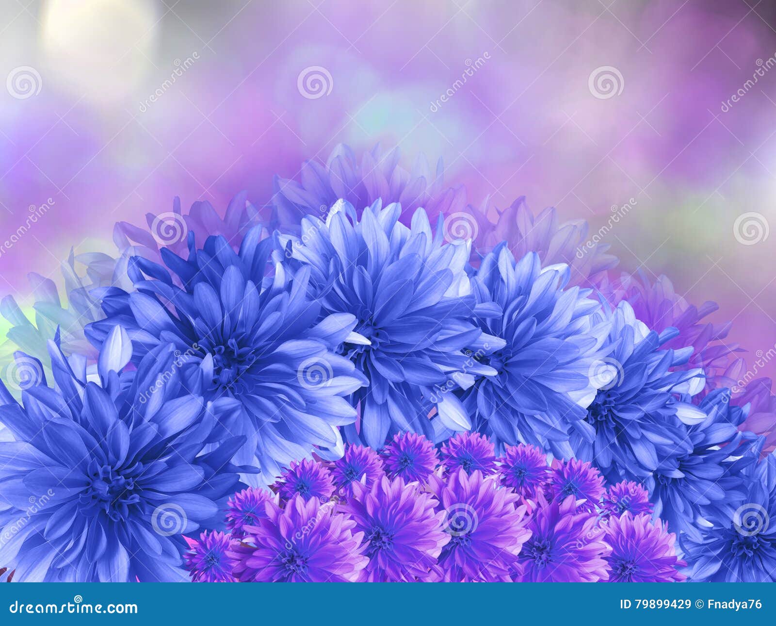 Flores De Azul-turquesa, Roxo Cor-de-rosa No Fundo Borrado Imagem de Stock  - Imagem de flora, presente: 79899429