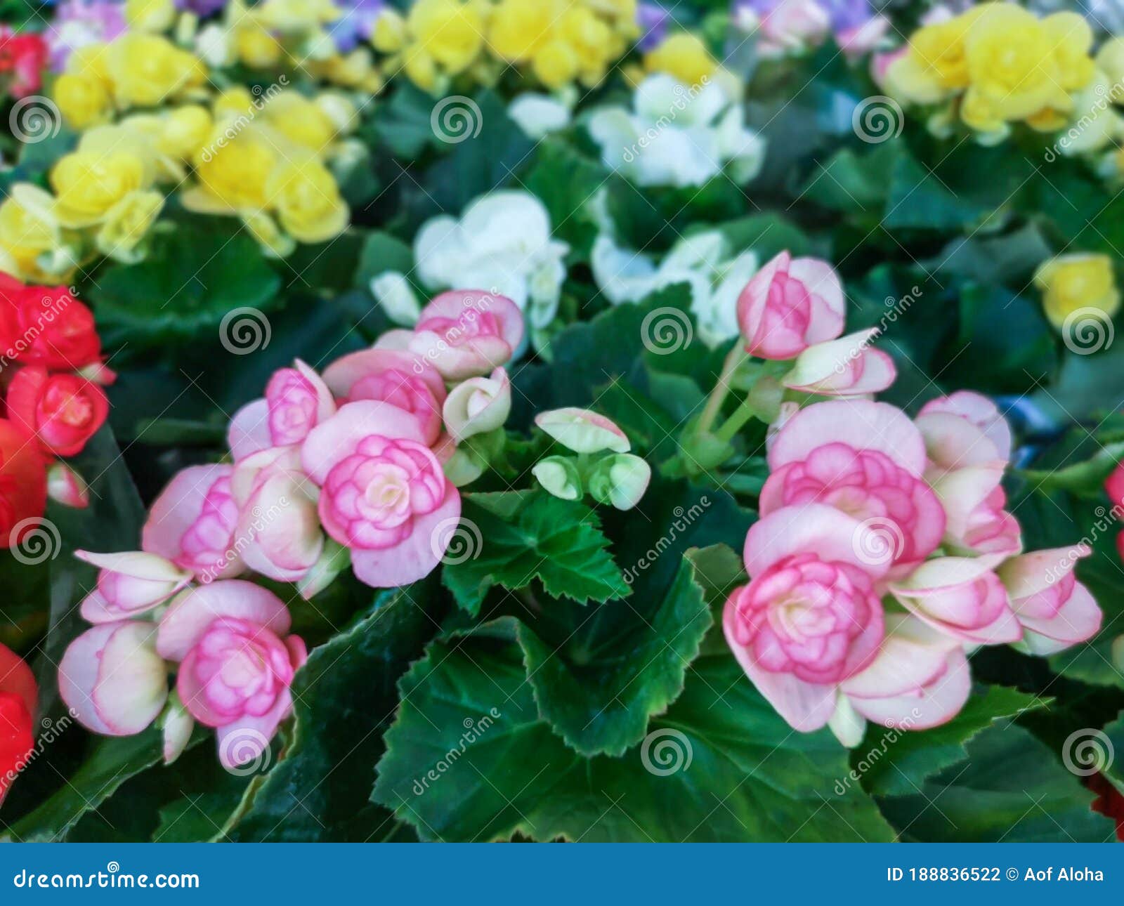 Flores De Begonia Y Hojas Verdes Coloridas. Foto de archivo - Imagen de  fondo, verde: 188836522