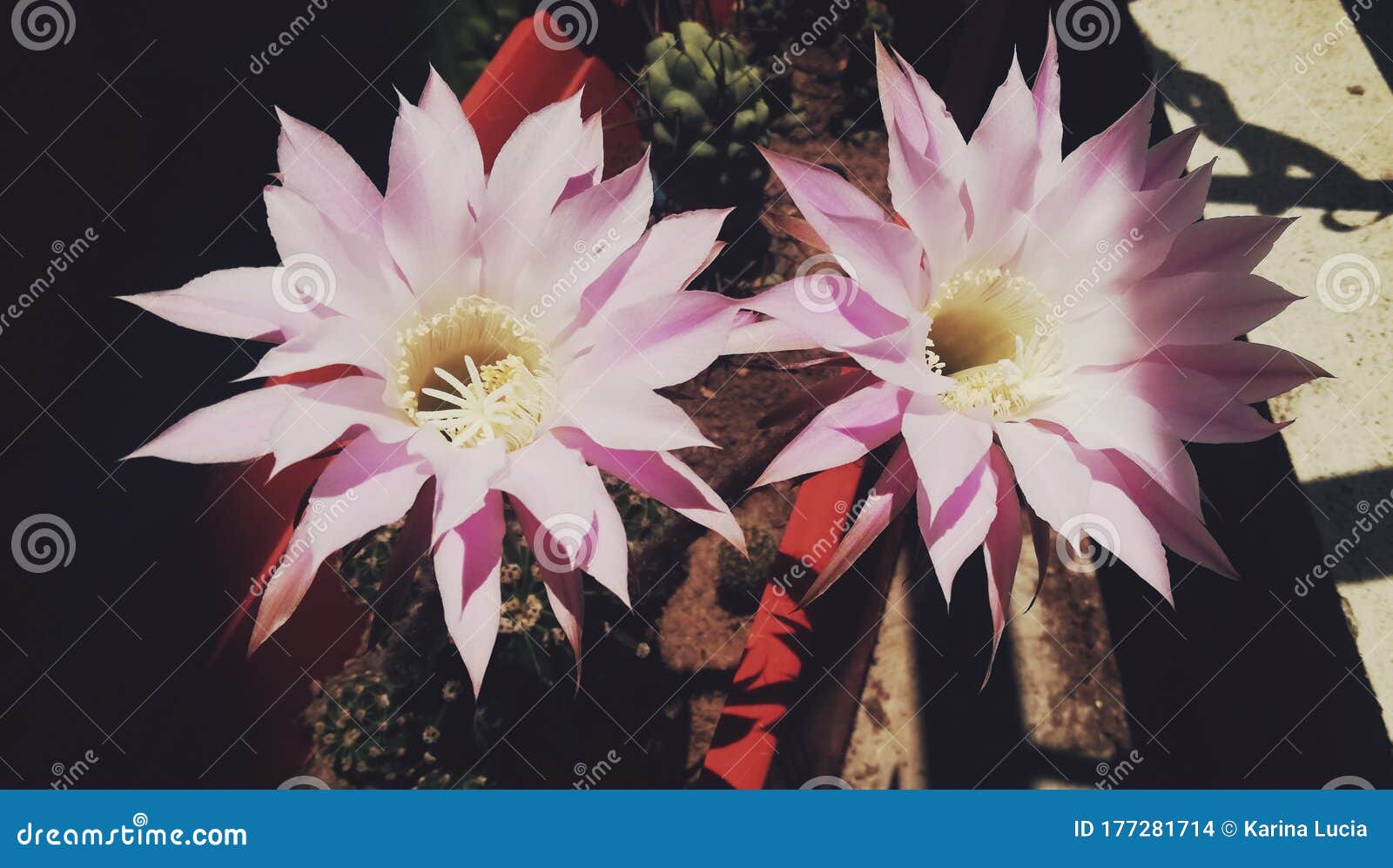 flores de cactus