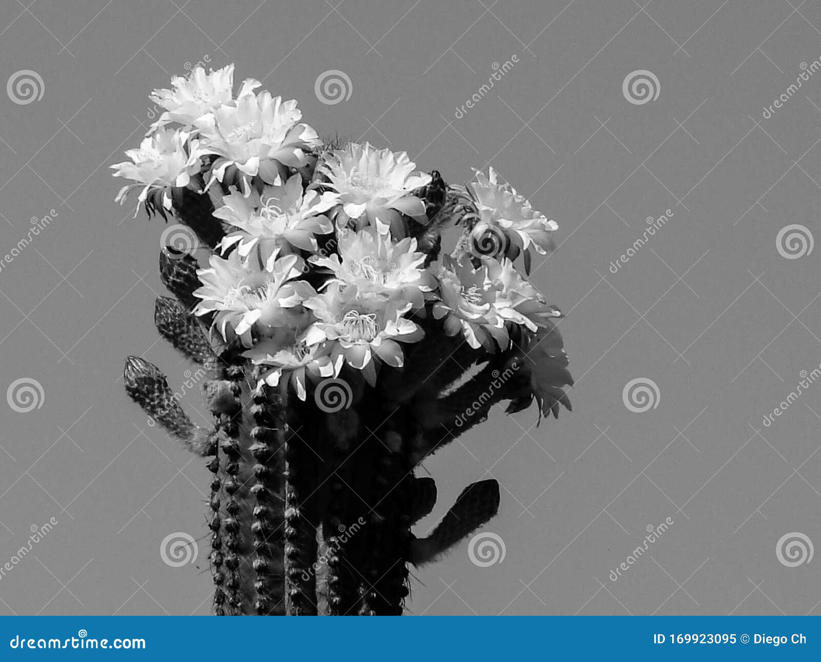 flores de cactus en blanco y negro