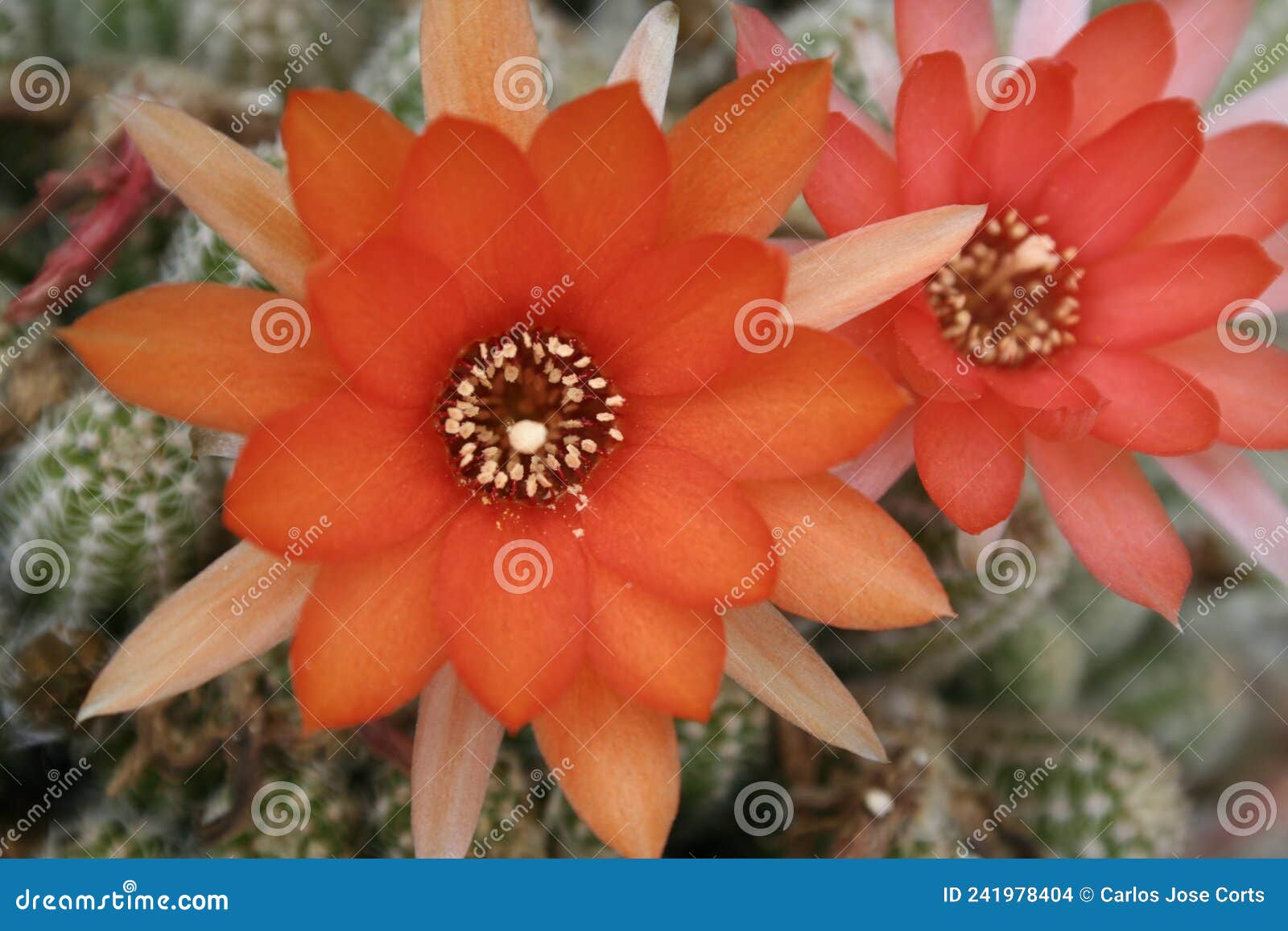 Flores De Cactus De Estrella Roja Foto de archivo - Imagen de macro,  anaranjado: 241978404