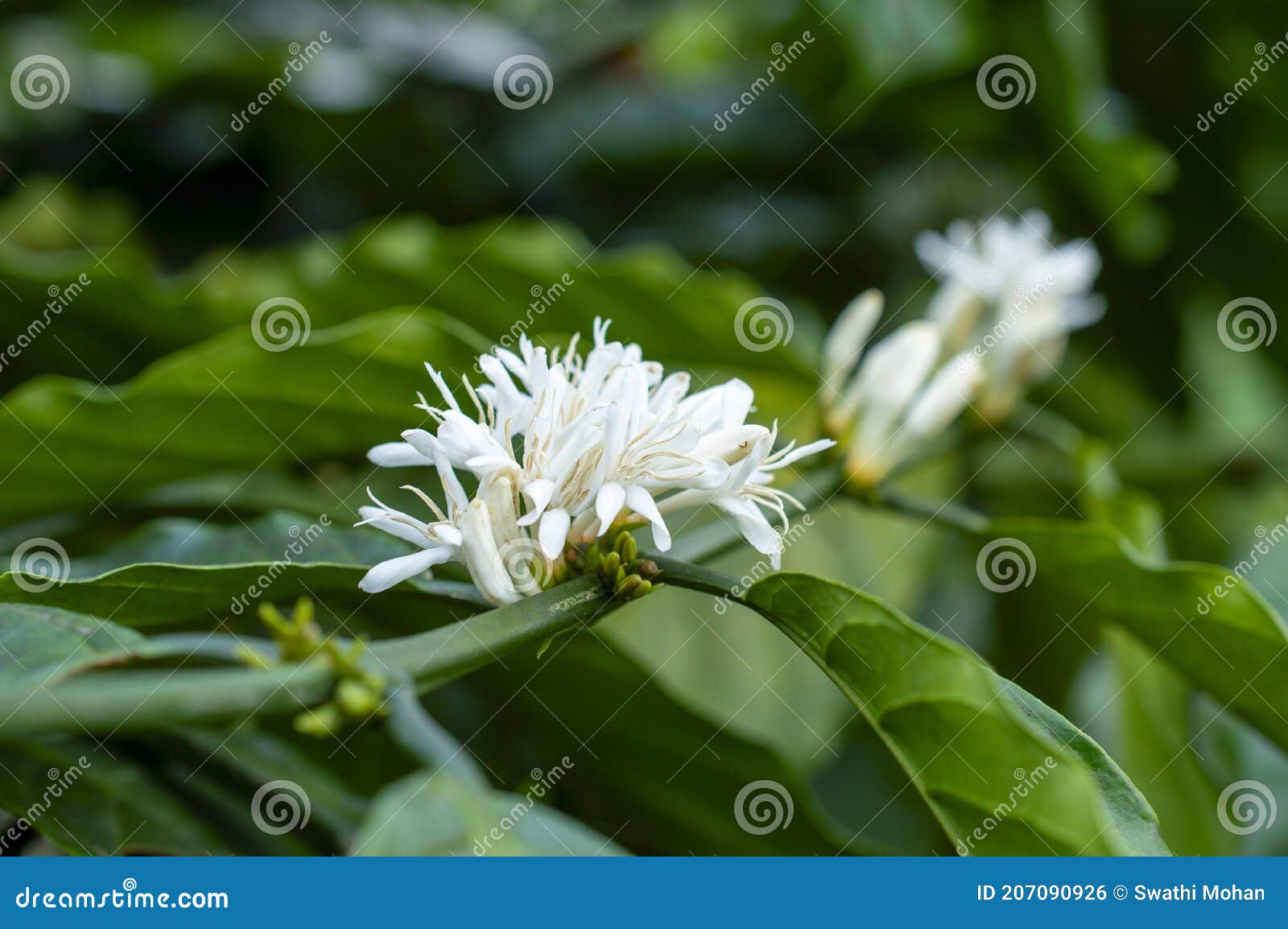 Flores De Café En Flor En Planta De Café Foto de archivo - Imagen de india, pétalos: 207090926 Flores De Café En Flor En Planta De Café Foto de archivo - Imagen de india, pétalos: 207090926