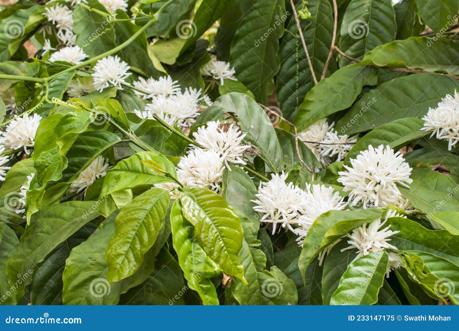 Flores De Café En La Planta Imagen de archivo - Imagen de exterior, alimento: 233147175 Flores De Café En La Planta Imagen de archivo - Imagen de exterior, alimento: 233147175