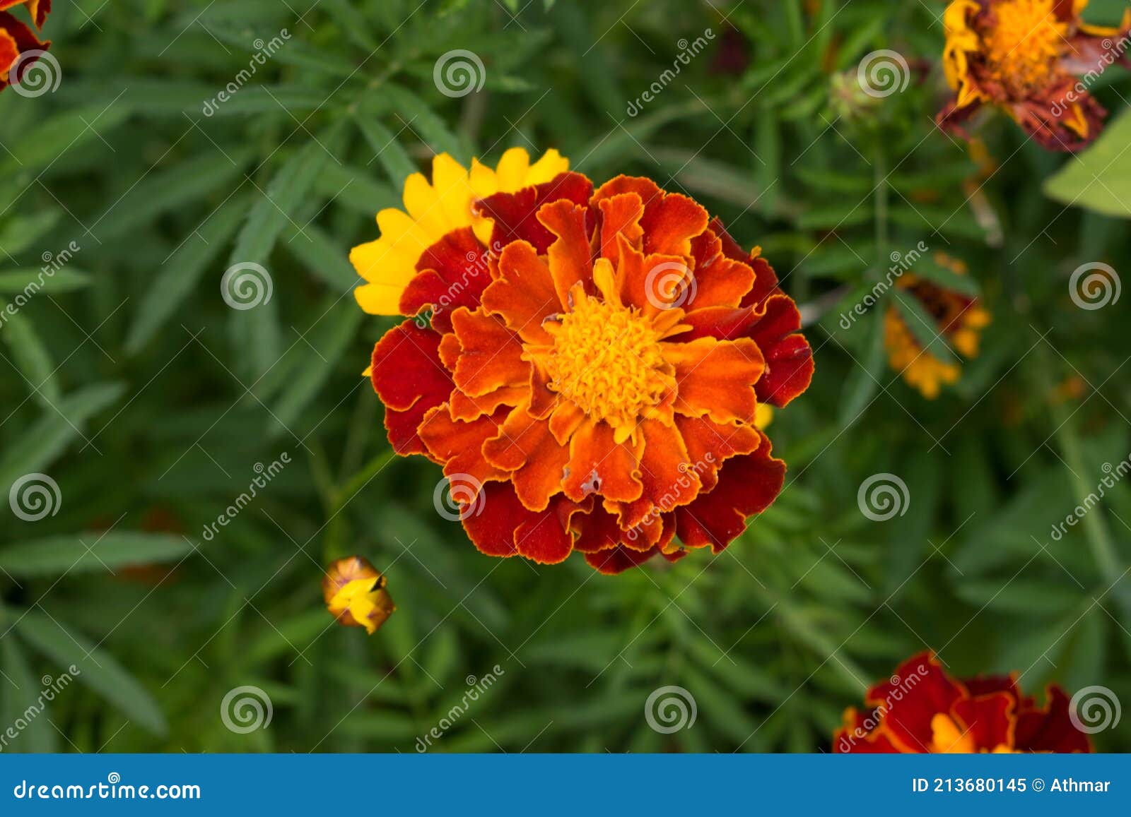 Flores De Caléndula Amarilla Y Naranja En El Jardín En El Otoño Imagen de  archivo - Imagen de maravilla, campo: 213680145