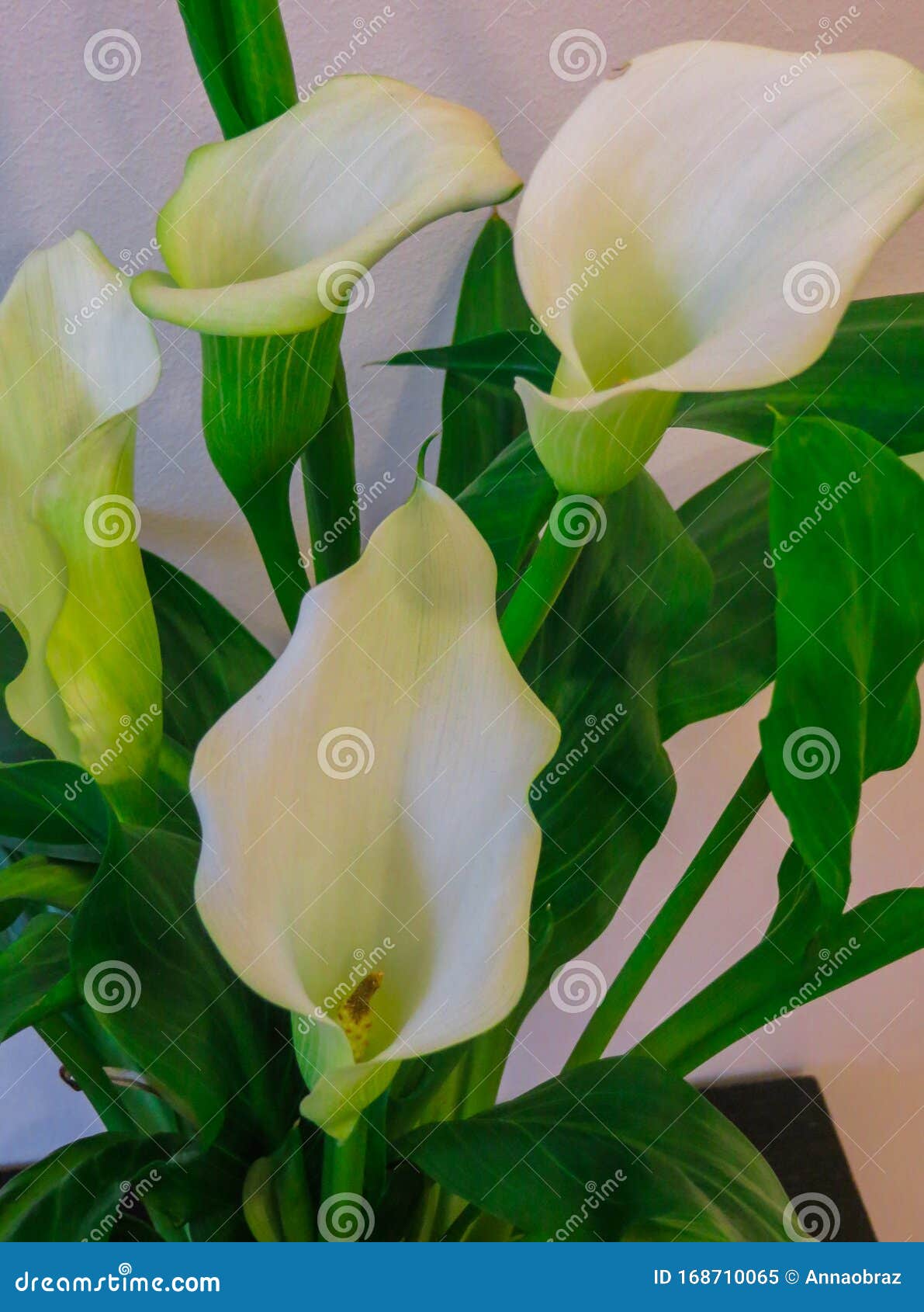 Flores De Calla, Cala Blanca Cultivada En Maceta De Flores Imagen de  archivo - Imagen de cala, flores: 168710065