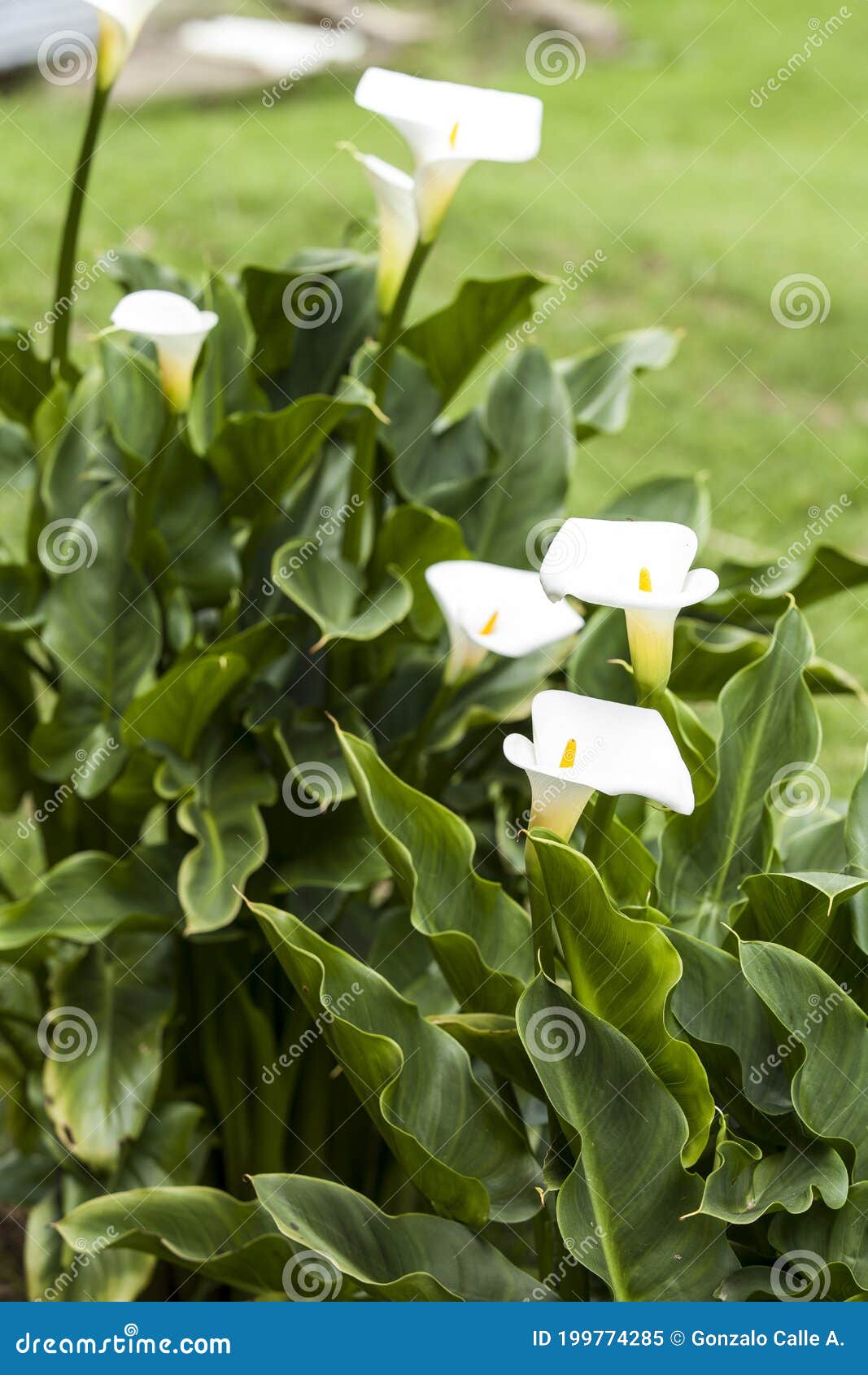 Flores De Calla De Etiopía O Cartucho Blanco - Zantedeschia Aethiopica;  También Conocida Como Flor De Jarra Imagen de archivo - Imagen de primer,  floral: 199774285