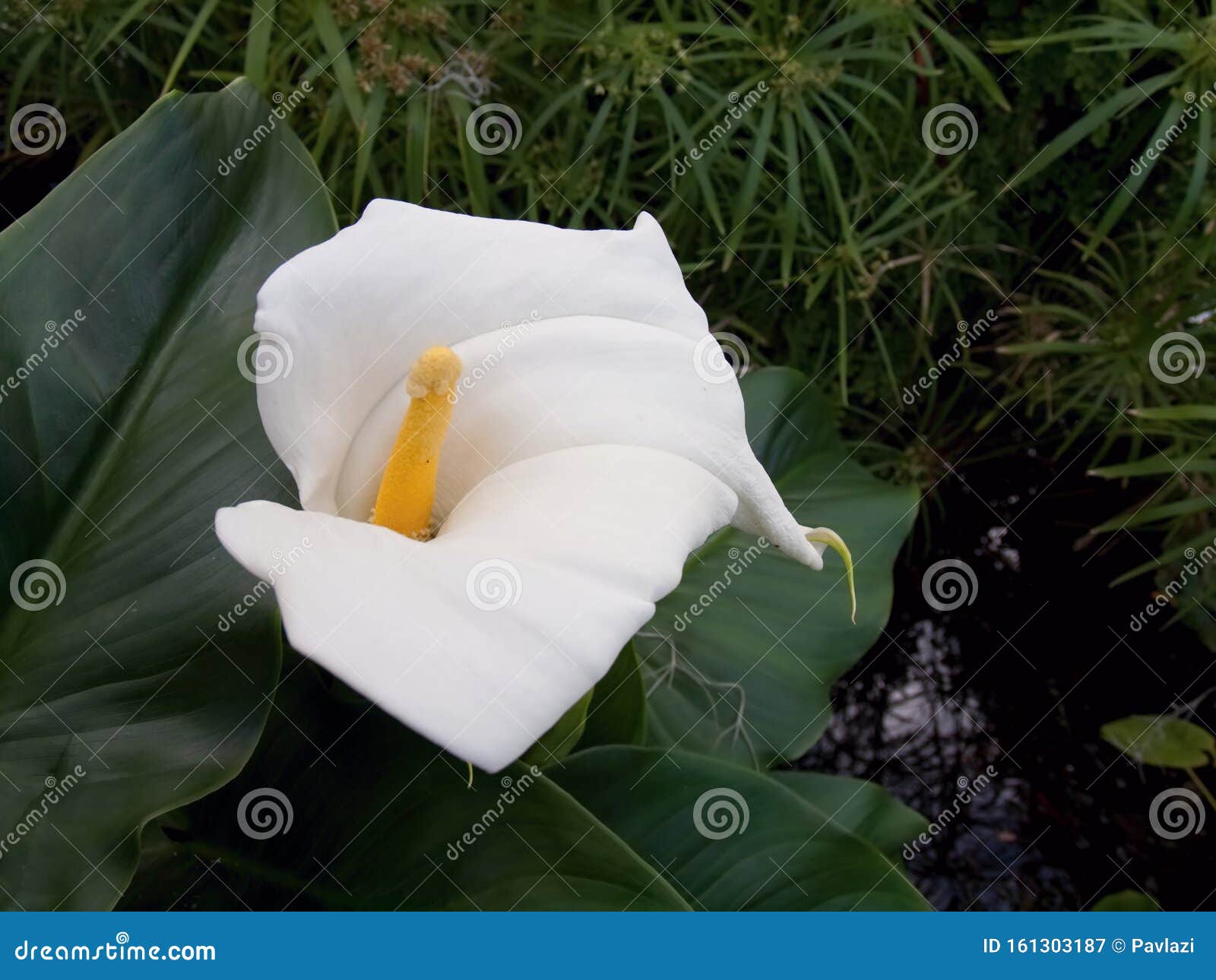 Flores De Calla Lily Junto Al Lago Jardín, Rodeadas De Plantas De Papiros  Imagen de archivo - Imagen de inflorescencia, florecimiento: 161303187