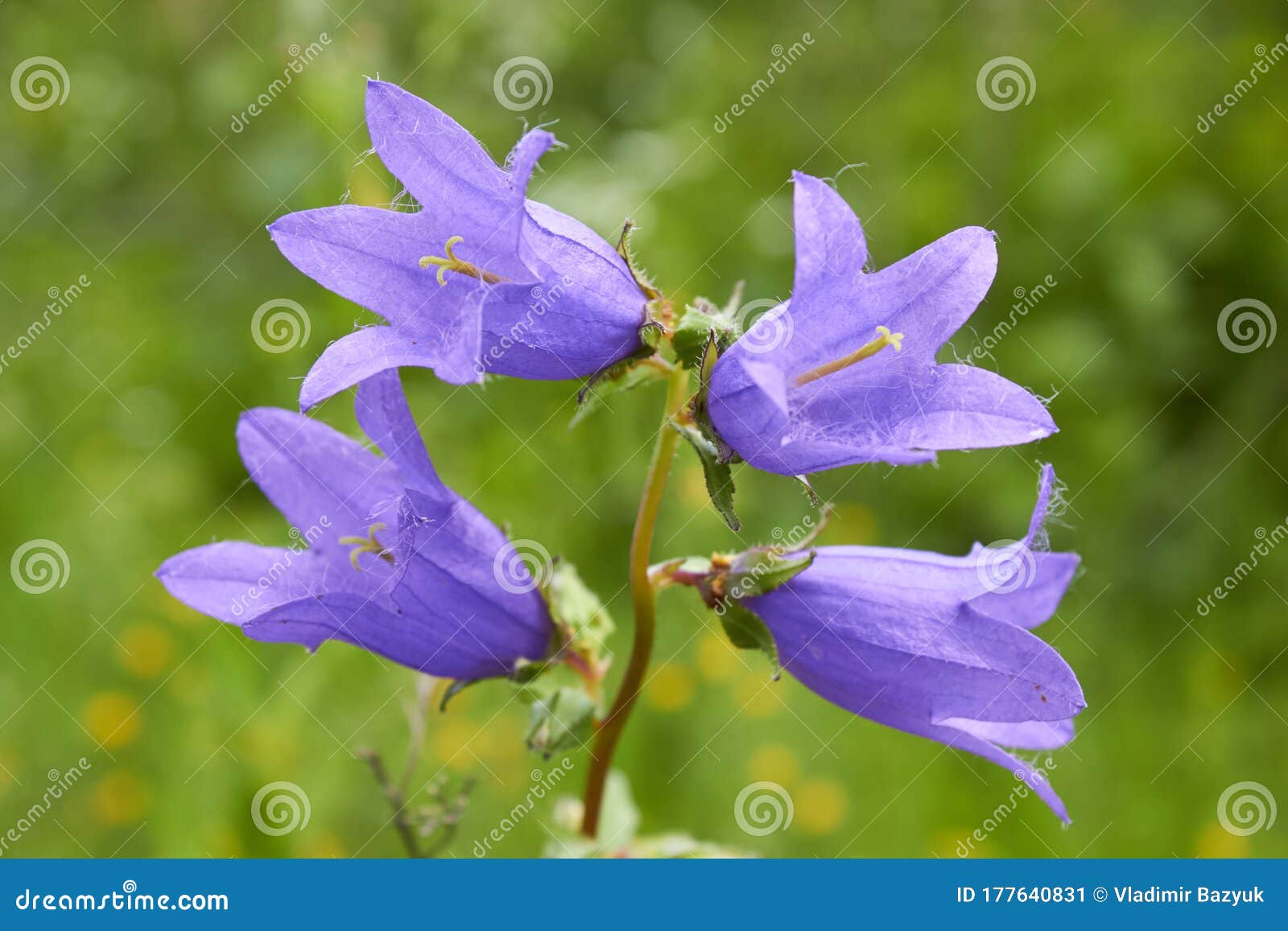 Flores De Campanula Flor Morada En El Césped En Verano Crecer Imagen de archivo - Imagen de color, verde: 177640831 Flores De Campanula Flor Morada En El Césped En Verano Crecer Imagen de archivo - Imagen de color, verde: 177640831
