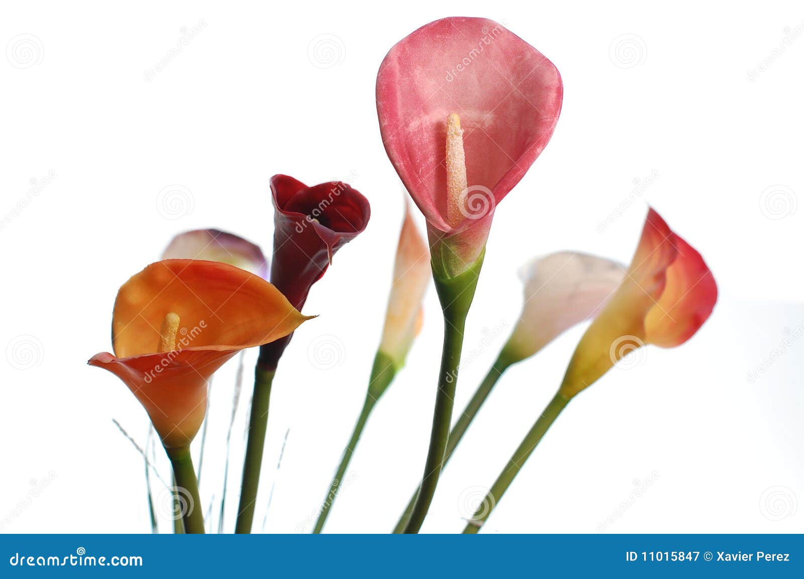 Flores de Cartucho imagen de archivo. Imagen de crecimiento - 11015847