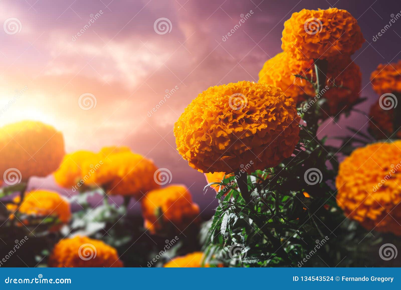 Flores De Cempasuchil Usadas Para El Día De Los Altares Muertos Foto de  archivo - Imagen de maravilla, cultura: 134543524