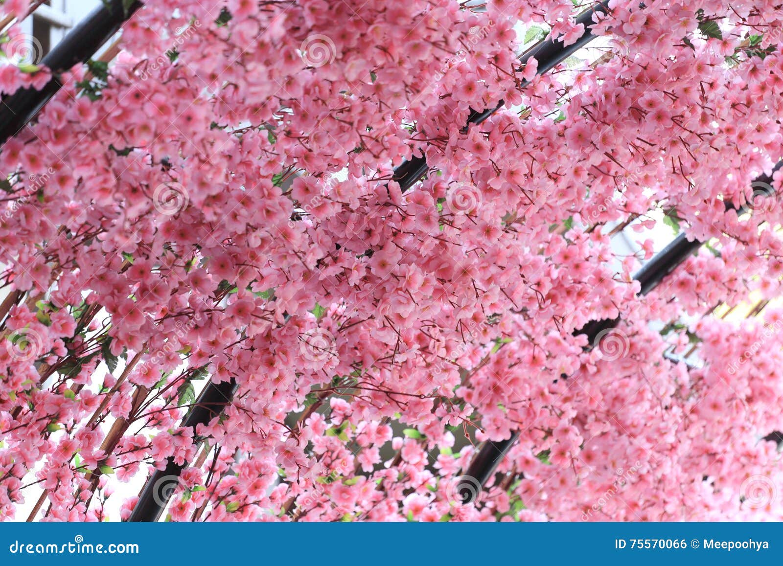 Flores De Cerejeira Cor-de-rosa Artificiais (Sakura Flower) Foto de Stock -  Imagem de decore, lugar: 75570066