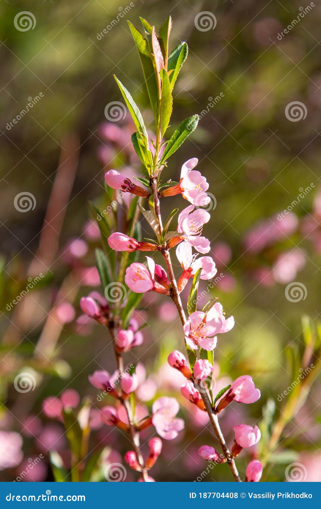 Flores De Cereza De Durazno Rosa Brillante Foto de archivo - Imagen de  exterior, brillante: 187704408