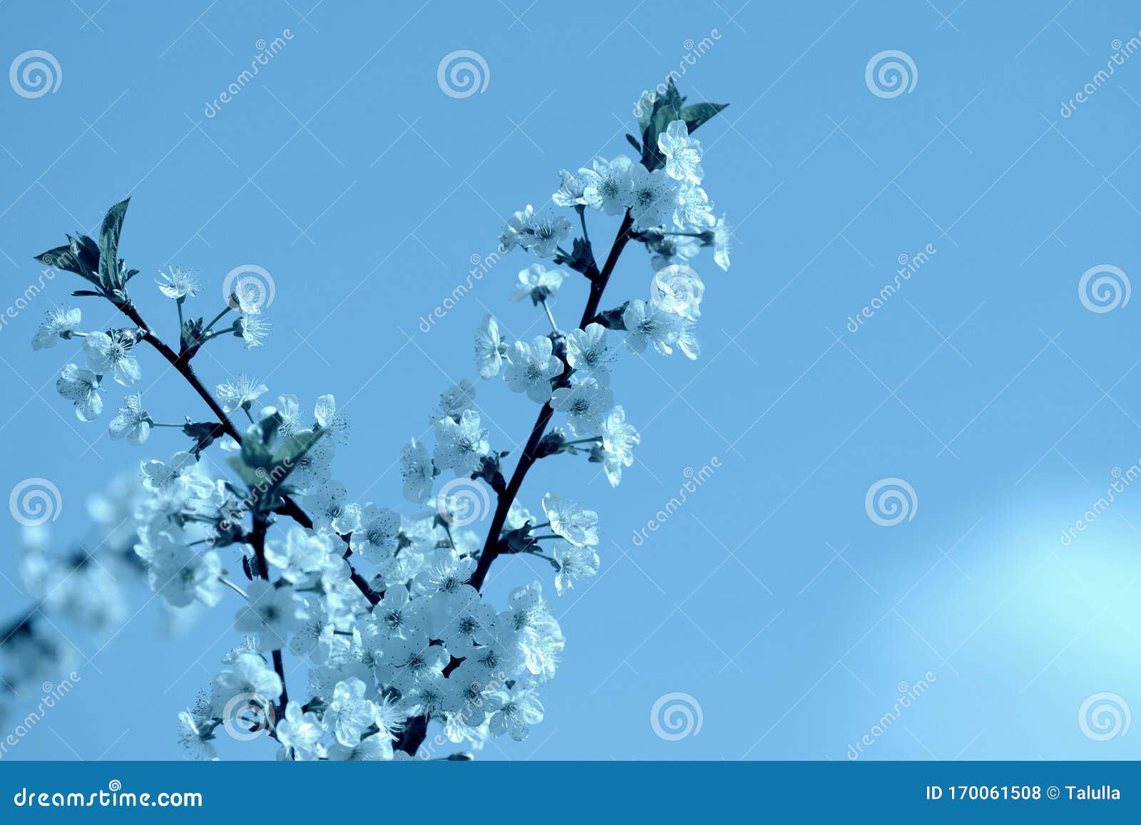 Flores De Cerezo En Un Día Soleado Color Azul De Fondo De Primavera Con  Tono Foto de archivo - Imagen de planta, frescura: 170061508