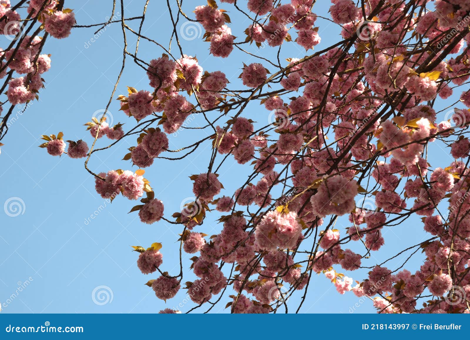 Flores De Cerezo Rosa En El Cielo De Fondo Sin Sol Pero Azul Celeste Imagen de archivo - Imagen de exterior, cielo: 218143997 Flores De Cerezo Rosa En El Cielo De Fondo Sin Sol Pero Azul Celeste Imagen de archivo - Imagen de exterior, cielo: 218143997