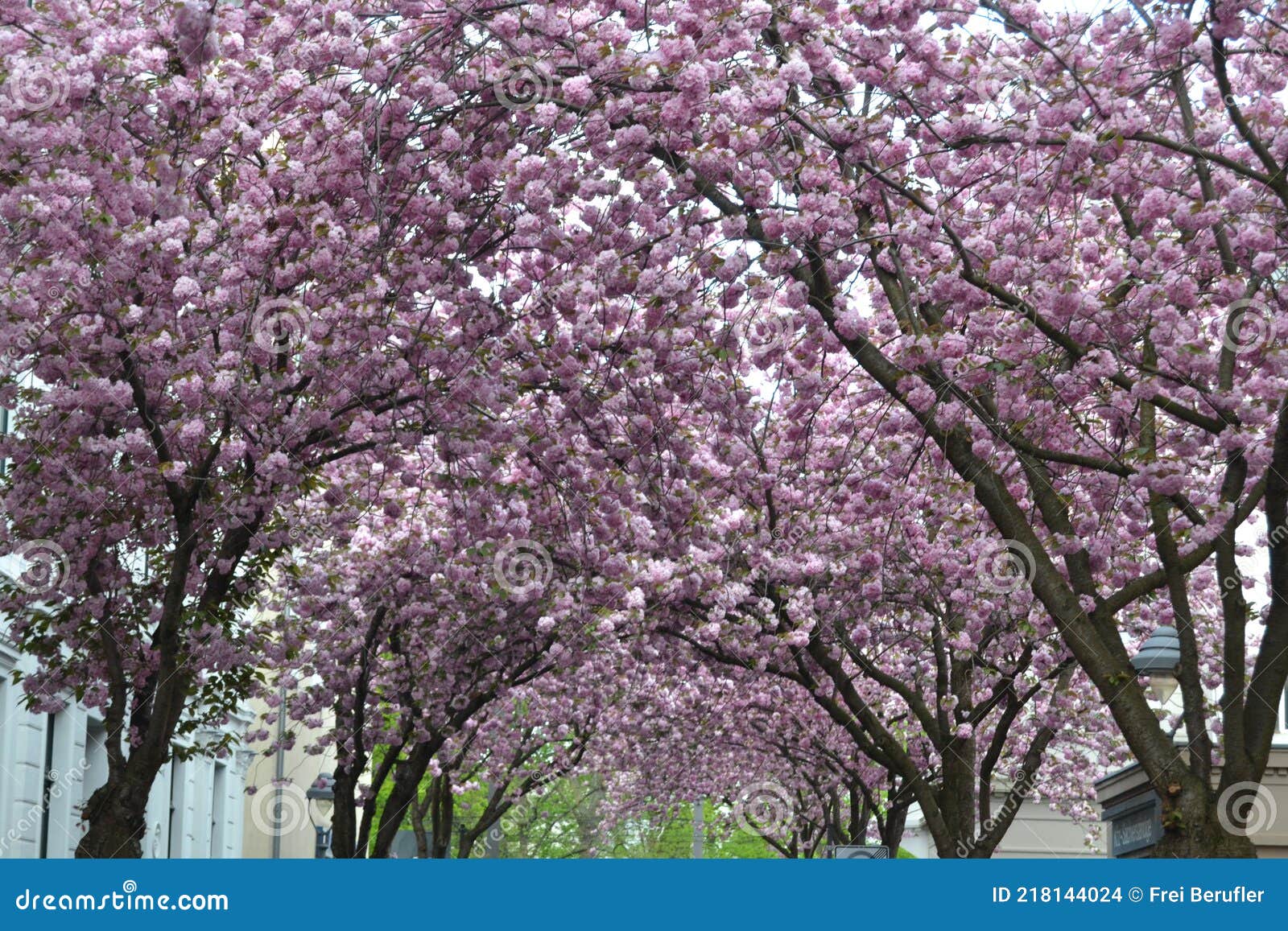 Flores De Cerezo Rosa En El Cielo De Fondo Sin Sol Pero Azul Celeste Foto de archivo - Imagen de planta, asoleado: 218144024 Flores De Cerezo Rosa En El Cielo De Fondo Sin Sol Pero Azul Celeste Foto de archivo - Imagen de planta, asoleado: 218144024