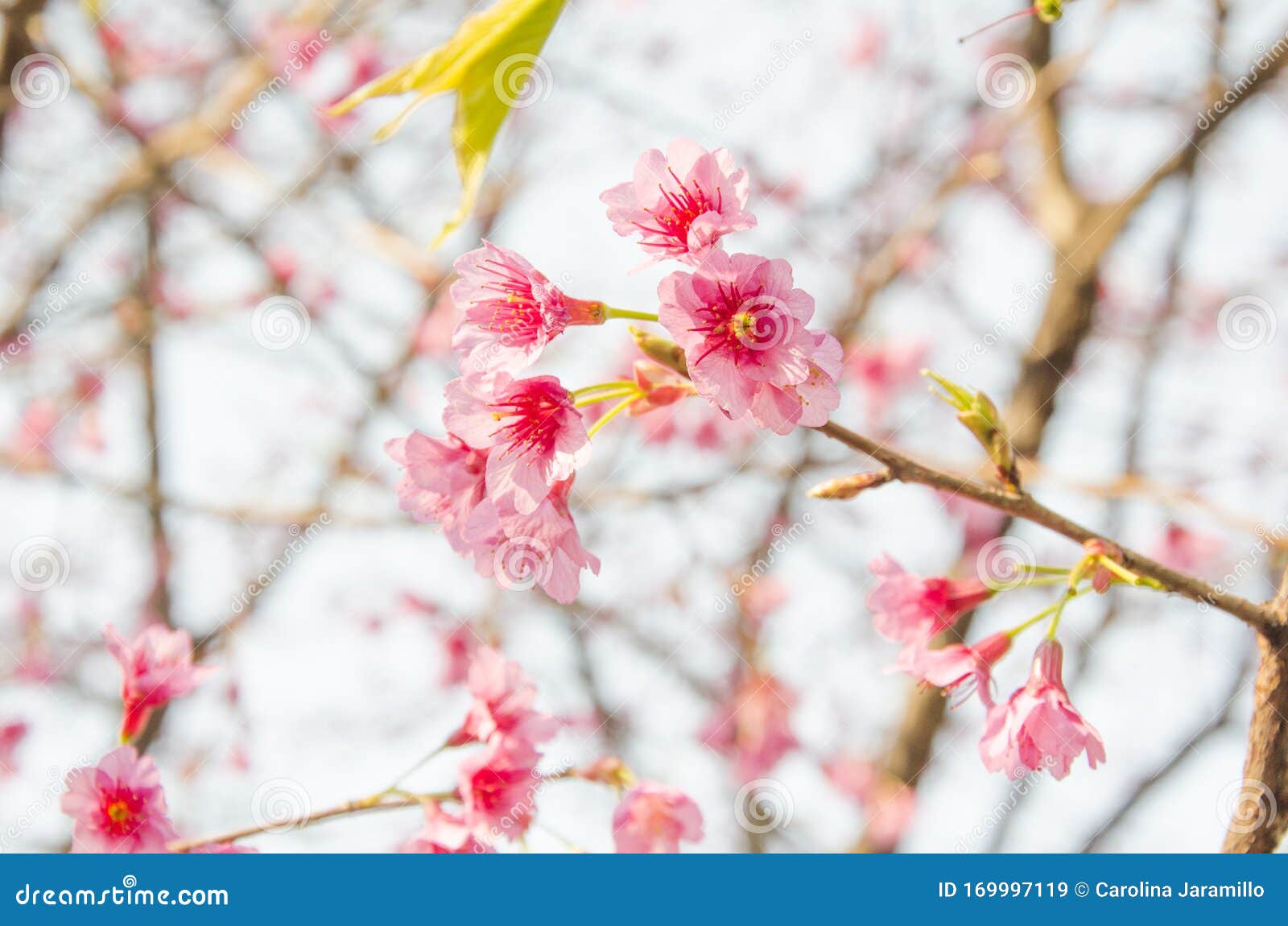 Flores De Cerezo, Flores De Sakura, Cerezo Japonés Imagen de archivo -  Imagen de cereza, brillante: 169997119