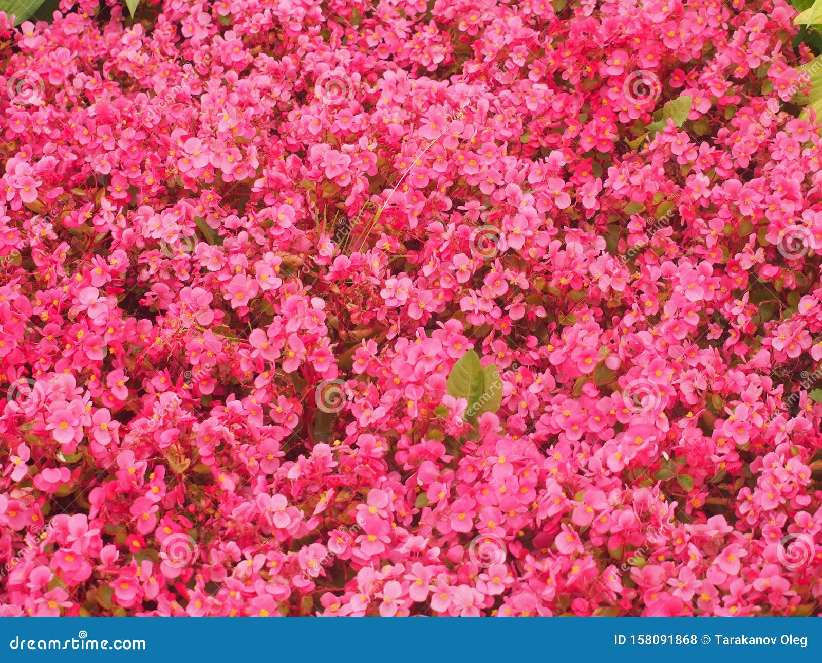 Flores De Color De Begonia. La CreaciÃ³n Del CÃ©sped. DiseÃ±o PaisajÃstico  Foto de archivo - Imagen de hoja, espectacular: 158091868