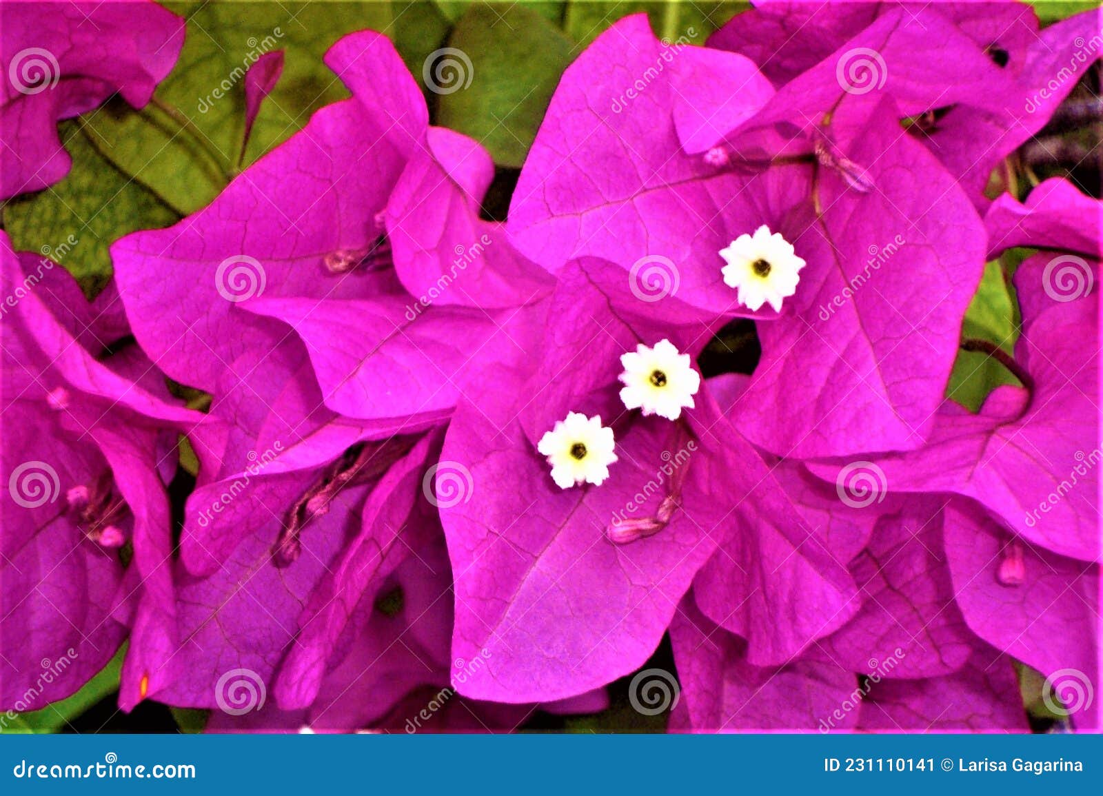 Flores de color lila. imagen de archivo. Imagen de florecimiento - 231110141