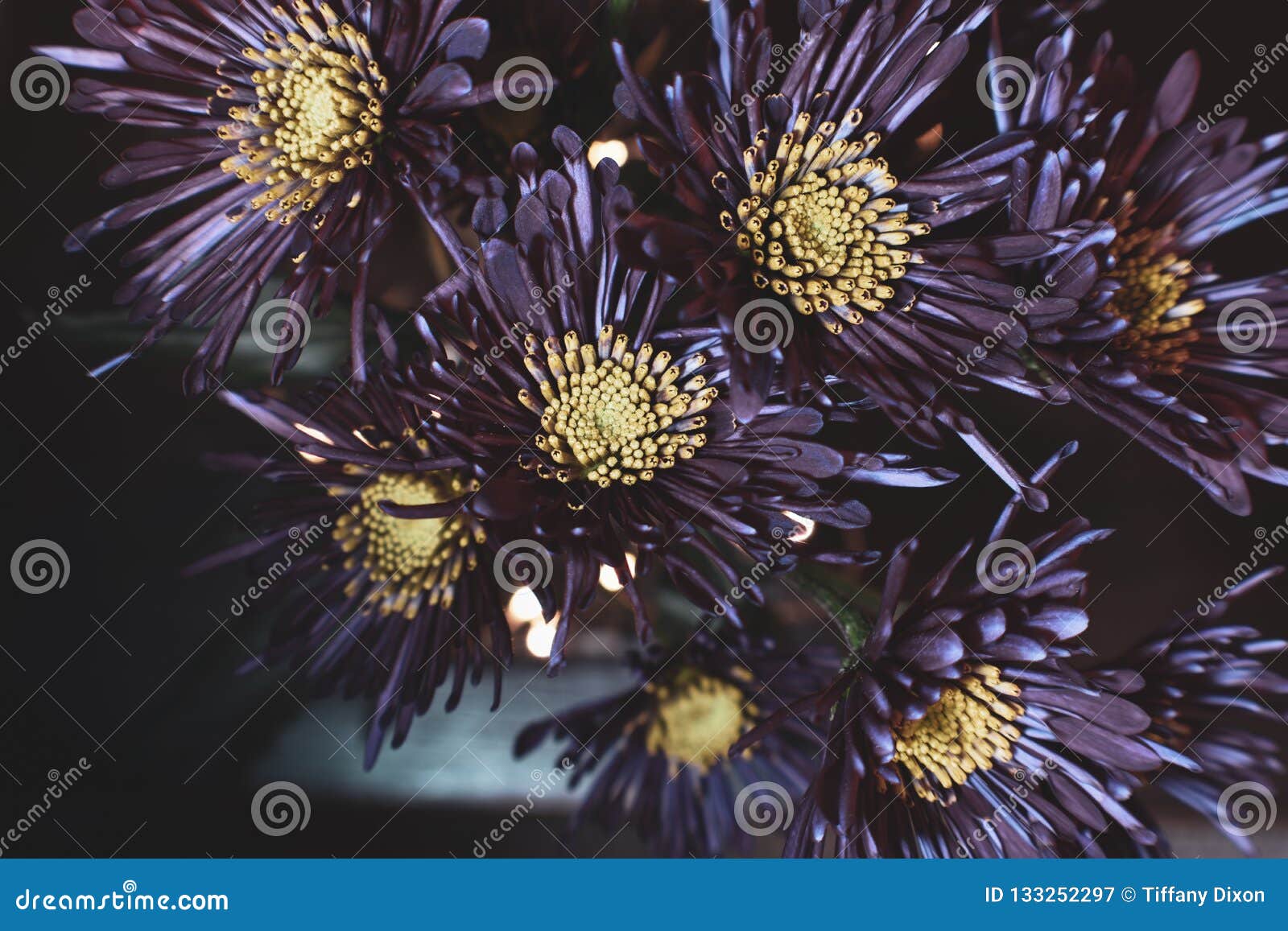 Details 300 flores de color morado oscuro