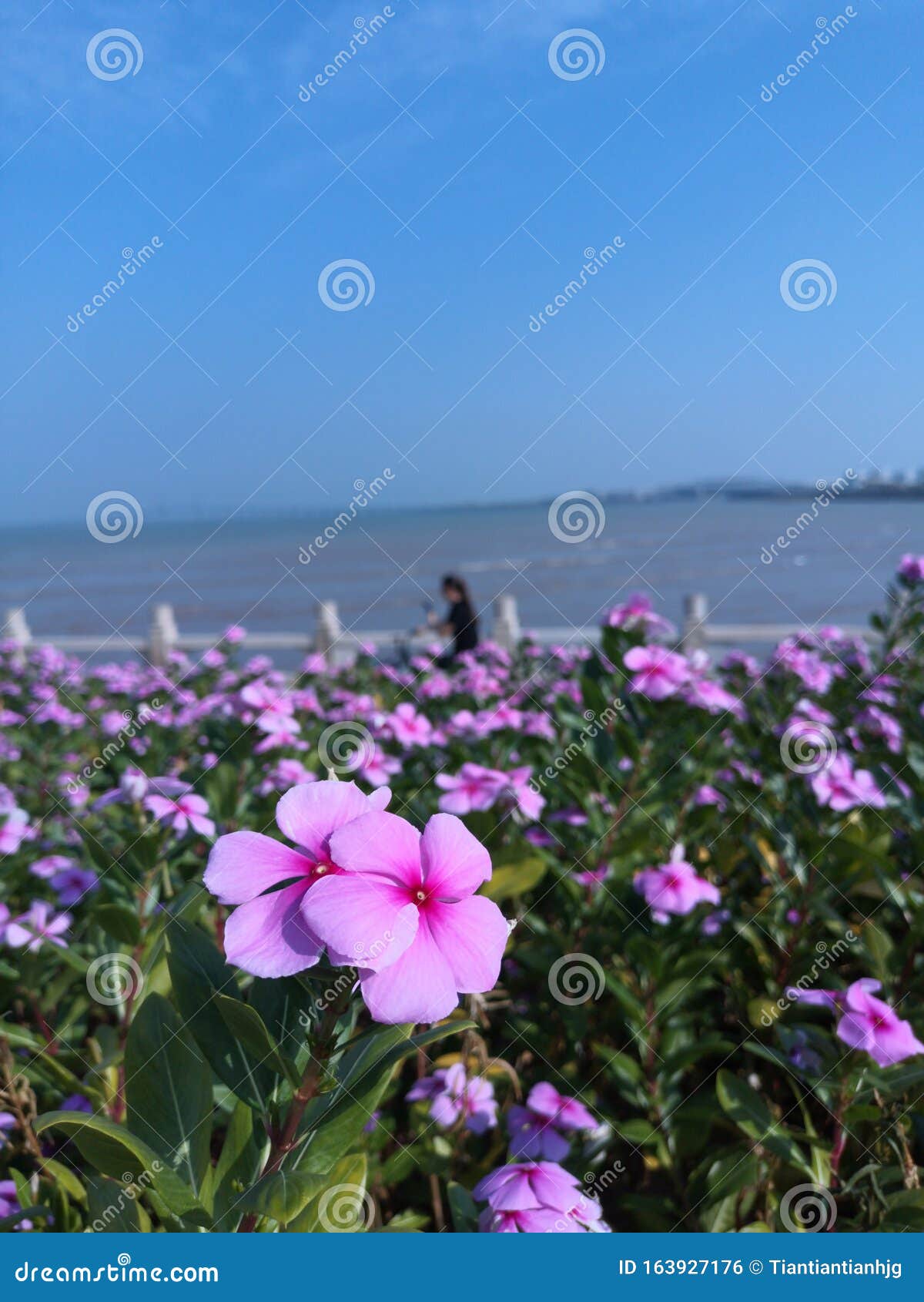 Flores de colores al sol 7 foto de archivo. Imagen de playa - 163927176