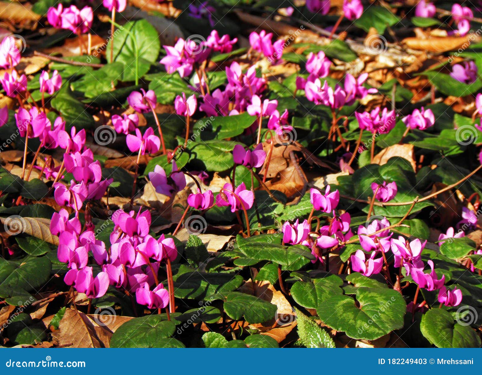 Flores De Cyclamen Coum Naturales En El Suelo Del Bosque Imagen de archivo  - Imagen de brote, planta: 182249403