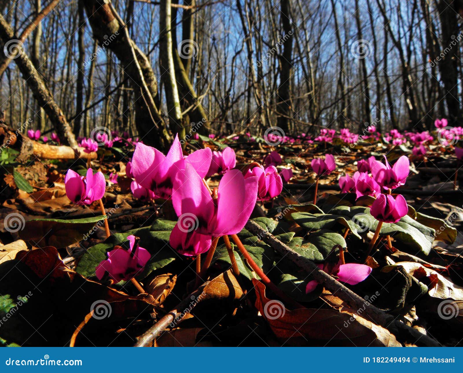 Flores De Cyclamen Coum Naturales En El Suelo Del Bosque Foto de archivo -  Imagen de base, oriente: 182249494