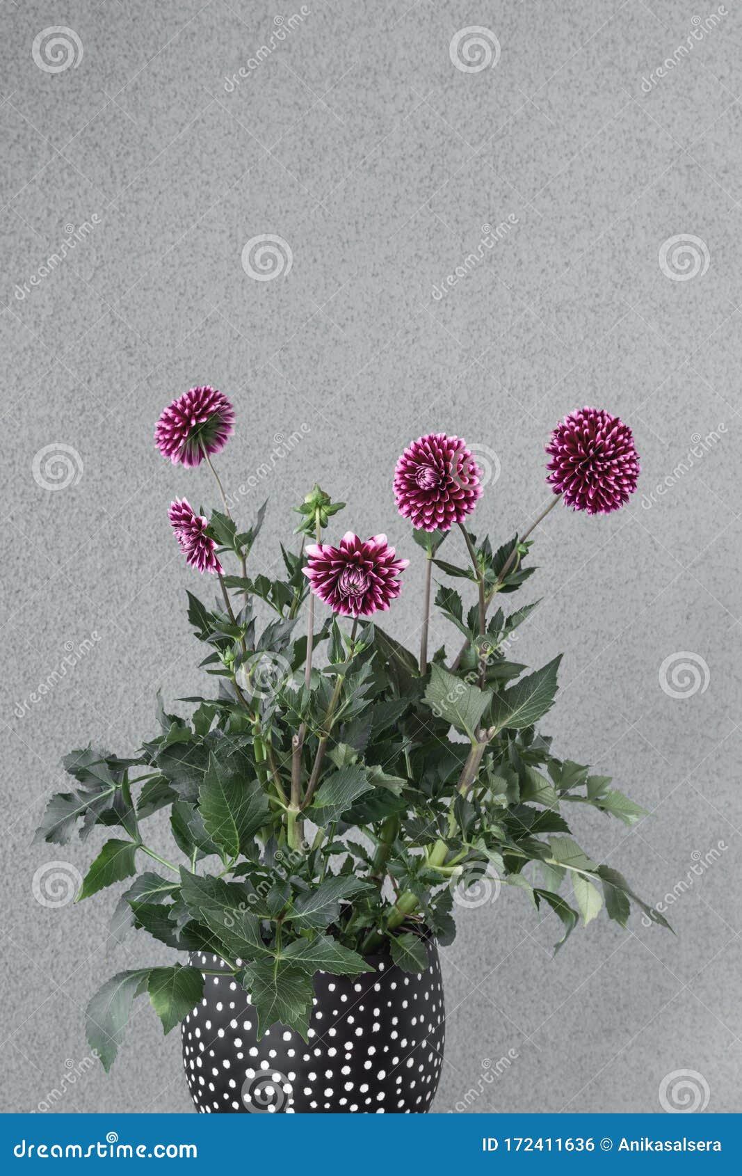 Flores De Dalia Morada En Una Maceta De Flores Foto de archivo - Imagen de  flora, belleza: 172411636