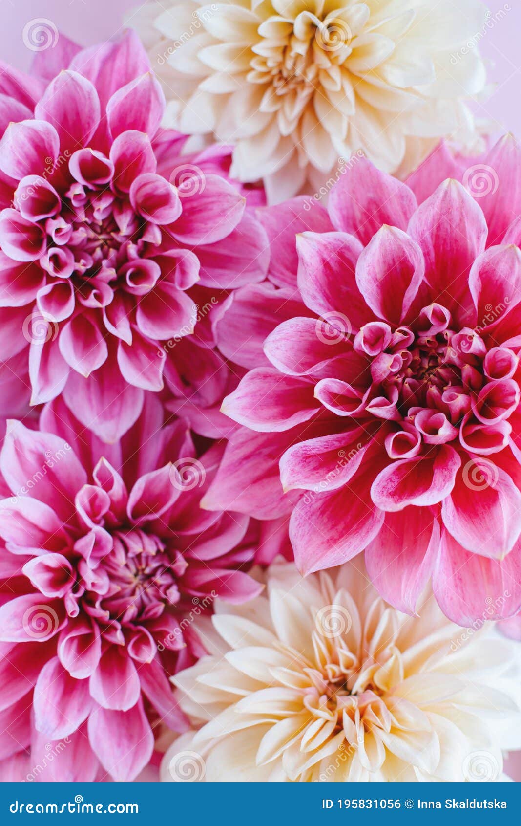 Flores De Dalia Sorprendentes En Tonos Rosa Y Crema Sobre Un Fondo Rosa  Pastel. Fondo Floral O Fondo De Pantalla Foto de archivo - Imagen de cubo,  pétalo: 195831056