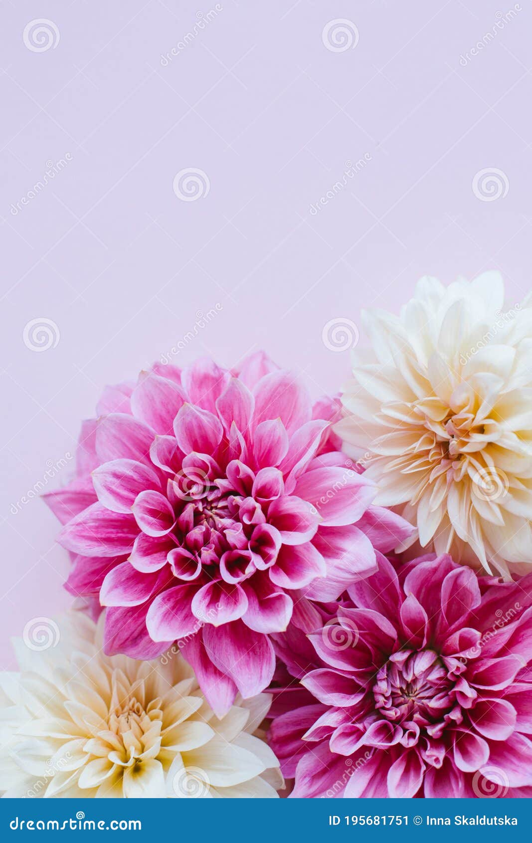 Flores De Dalia Sorprendentes En Tonos Rosa Y Crema Sobre Un Fondo Rosa  Pastel. Fondo O Patrón Floral Imagen de archivo - Imagen de belleza,  hermoso: 195681751
