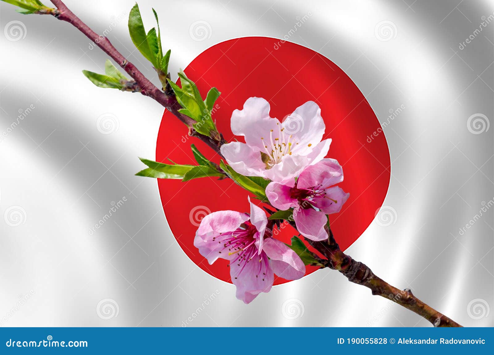 Flores de durazno de japón foto de archivo. Imagen de travieso - 190055828