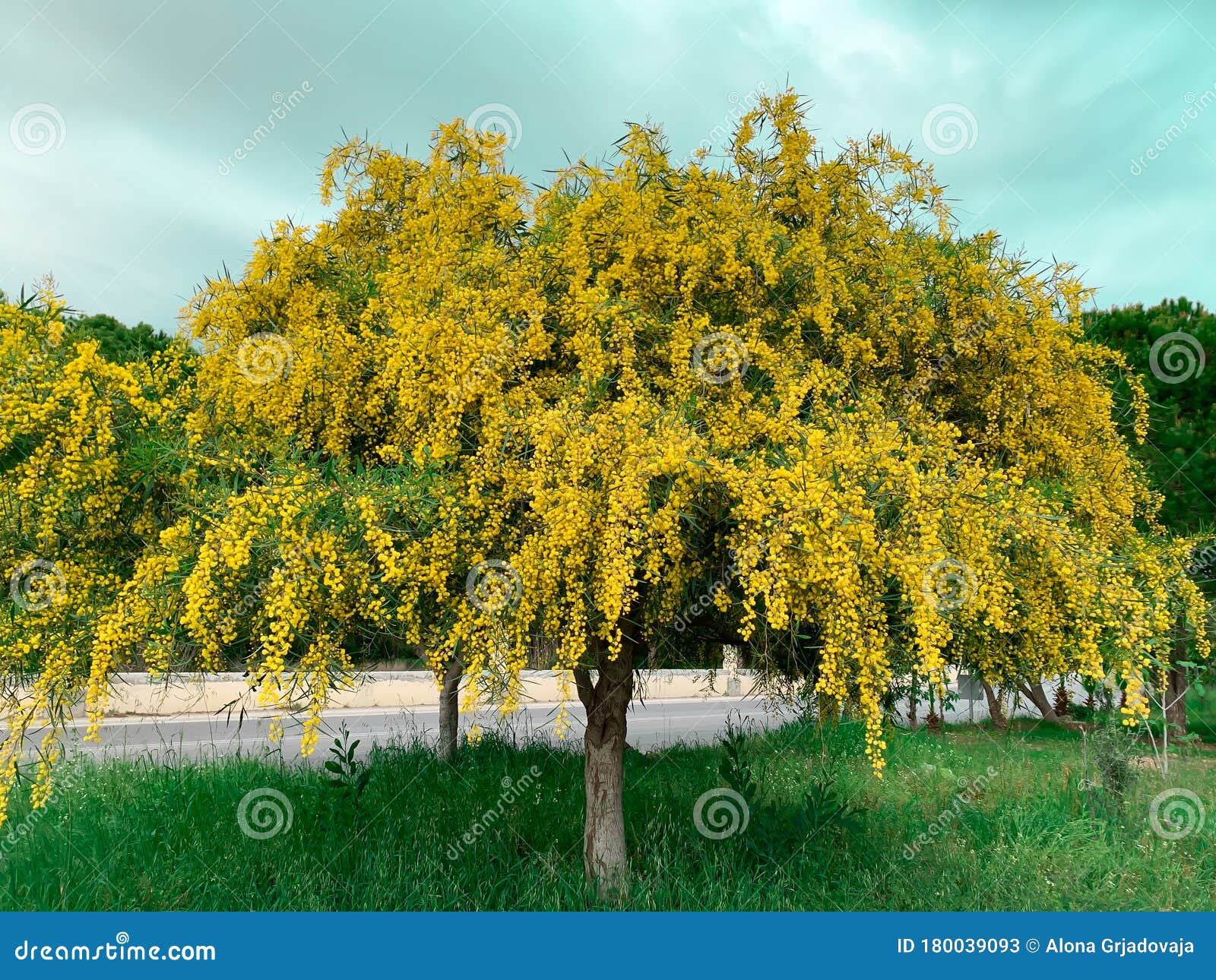 Flores-de-flor-grande-amarelas-mimosa Imagem de Stock - Imagem de planta,  nave: 180039093