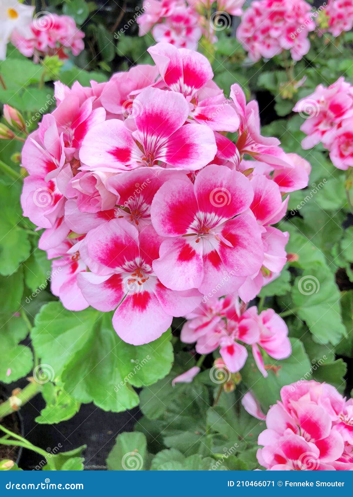 Flores De Gerânio Em Cor Rosa Imagem de Stock - Imagem de hastes,  indicador: 210466071