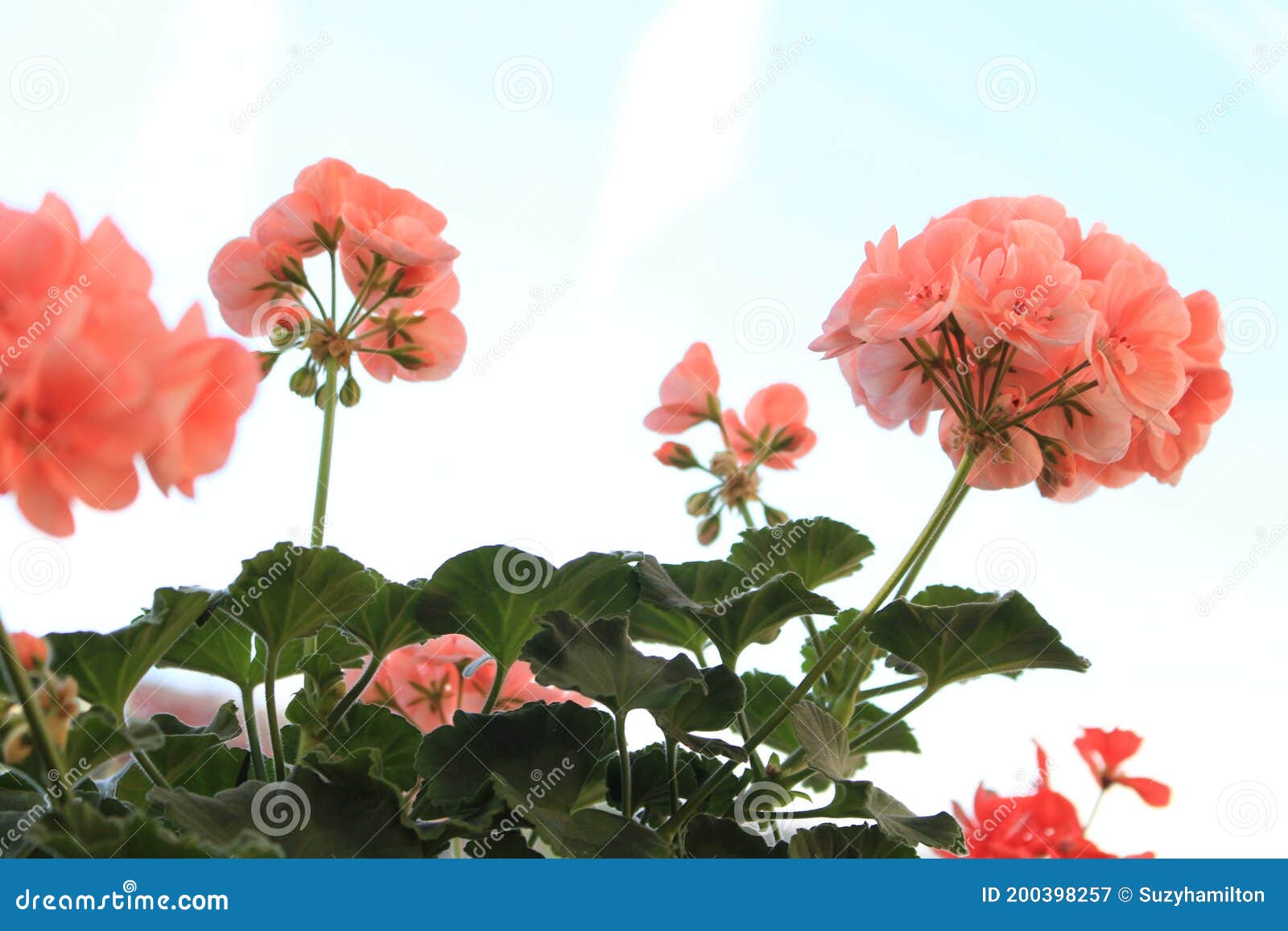 Flores De Geranio Rosa En La Planta De Cierre Con Fondo Azul/blanco Pálido  Imagen de archivo - Imagen de flor, oscuro: 200398257