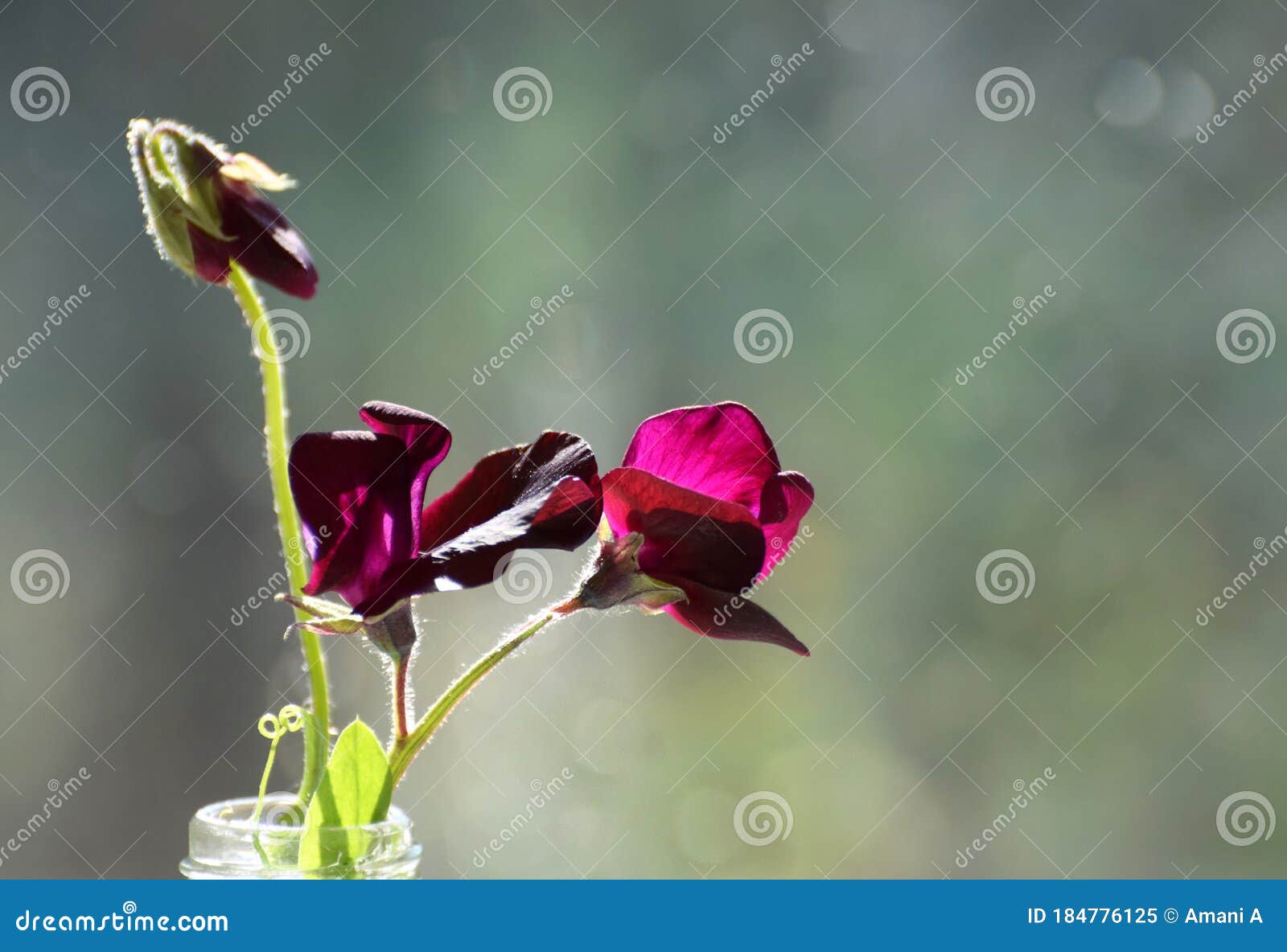 Flores De Guisantes Dulces De Color Rojo Oscuro Expuestas En Una Botella De  Vidrio Imagen de archivo - Imagen de rosa, corte: 184776125