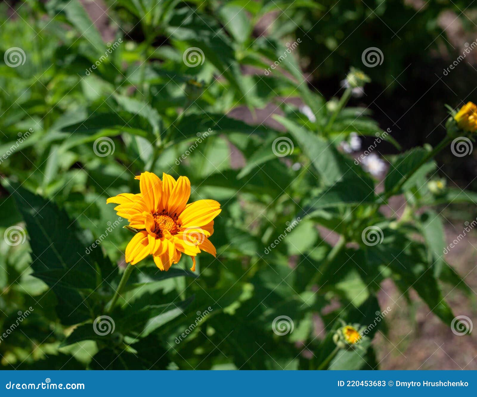 Flores De Heliopsis Amarillo Brillante Sobre Un Fondo Verde. Falso Girasol.  Foto De Flor De Azahar Sobre Tallo Verde Imagen de archivo - Imagen de  planta, exterior: 220453683