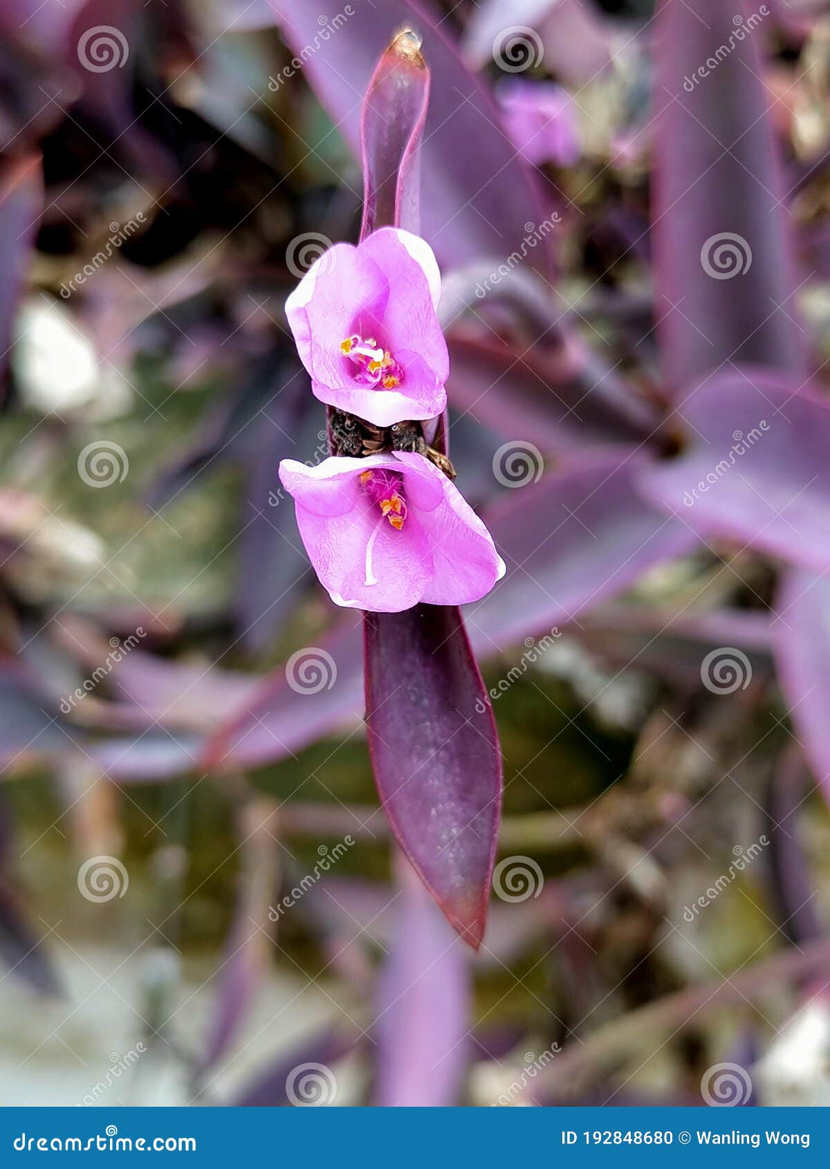 Flores De Hojas Moradas Desconocidas Foto de archivo - Imagen de flores, wildflower: 192848680 Flores De Hojas Moradas Desconocidas Foto de archivo - Imagen de flores, wildflower: 192848680