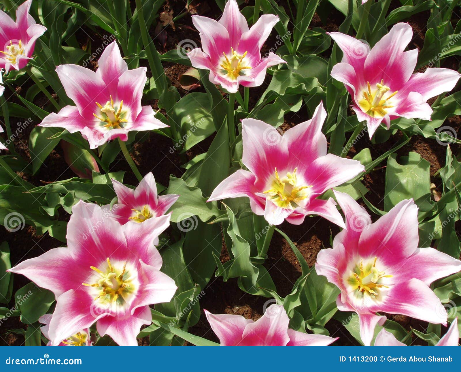 Flores de Holanda foto de archivo. Imagen de rosa, holandés - 1413200