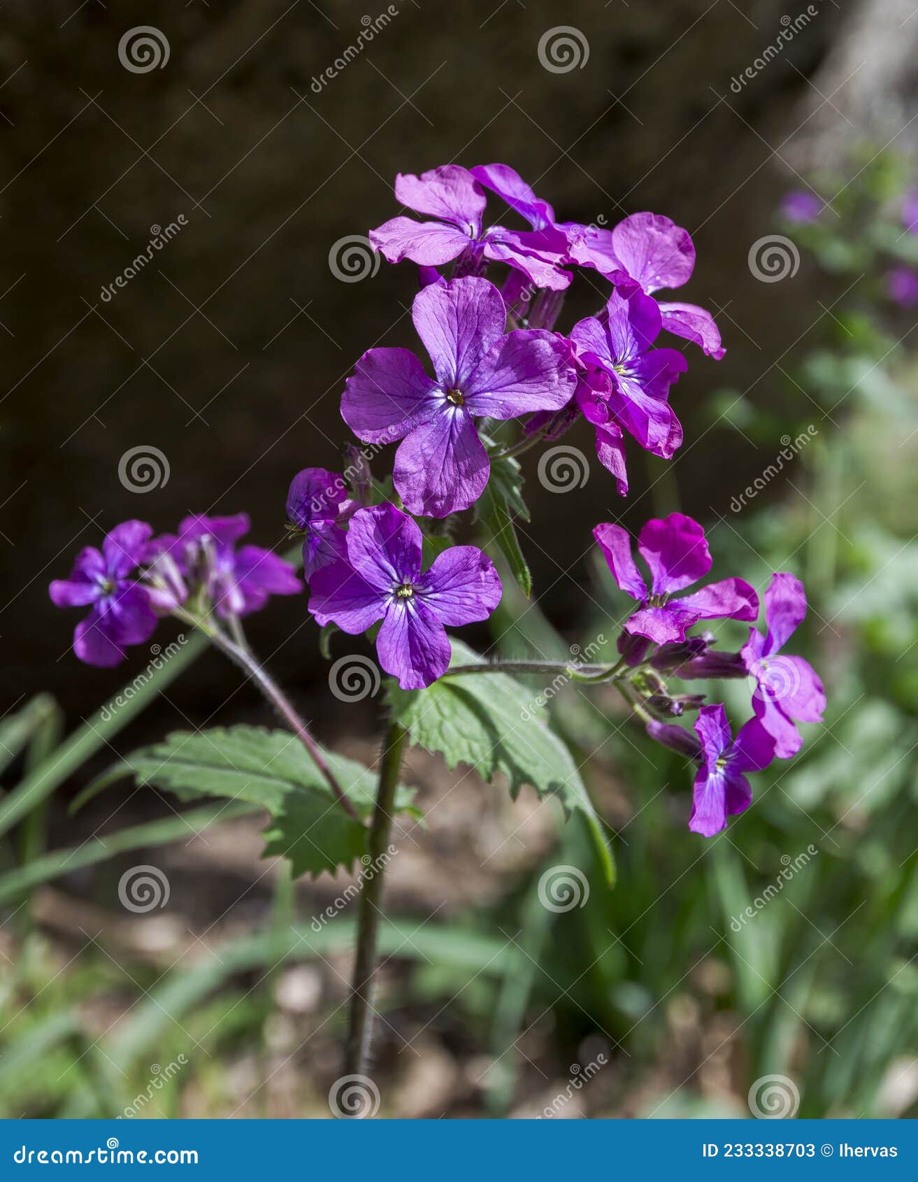 Flores De Honestidad Anual Lunaria Annua Imagen de archivo - Imagen de  wildflower, foto: 233338703