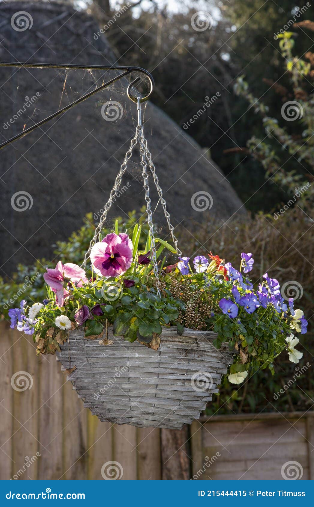 Flores De Invierno En Una Cesta Colgante Imagen de archivo - Imagen flora, crisol: 215444415