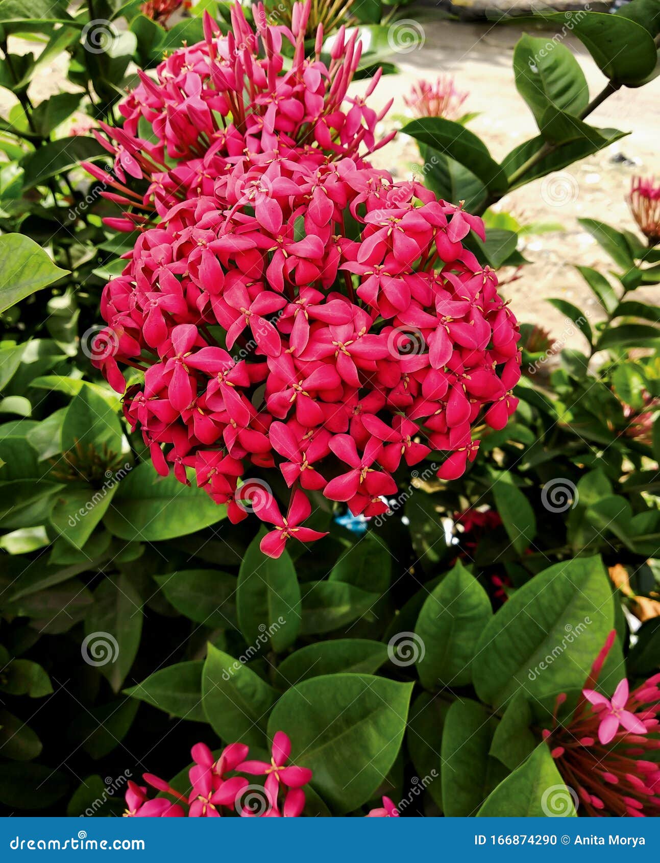 Flores De Ixora Chinas De Color Rosa Y Hojas Foto de archivo - Imagen de  planta, hojas: 166874290