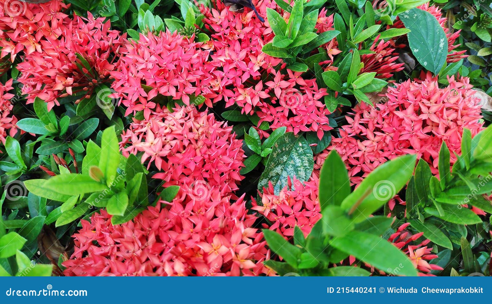 Flores De Ixora O Flor De Rubiaceae O Flor De Ixora Coccinea O Roja De  Rubiaceae O Espiga De Flor Roja O Mini Planta Enana De Ixor Imagen de  archivo - Imagen