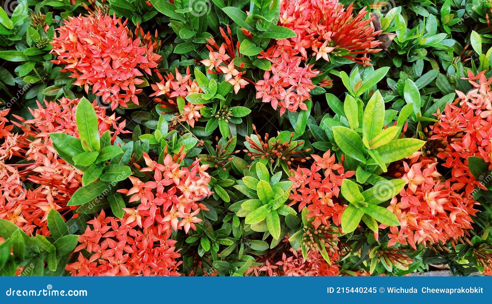 Flores De Ixora O Flor De Rubiaceae O Flor De Ixora Coccinea O Roja De  Rubiaceae O Espiga De Flor Roja O Mini Planta Enana De Ixor Imagen de  archivo - Imagen