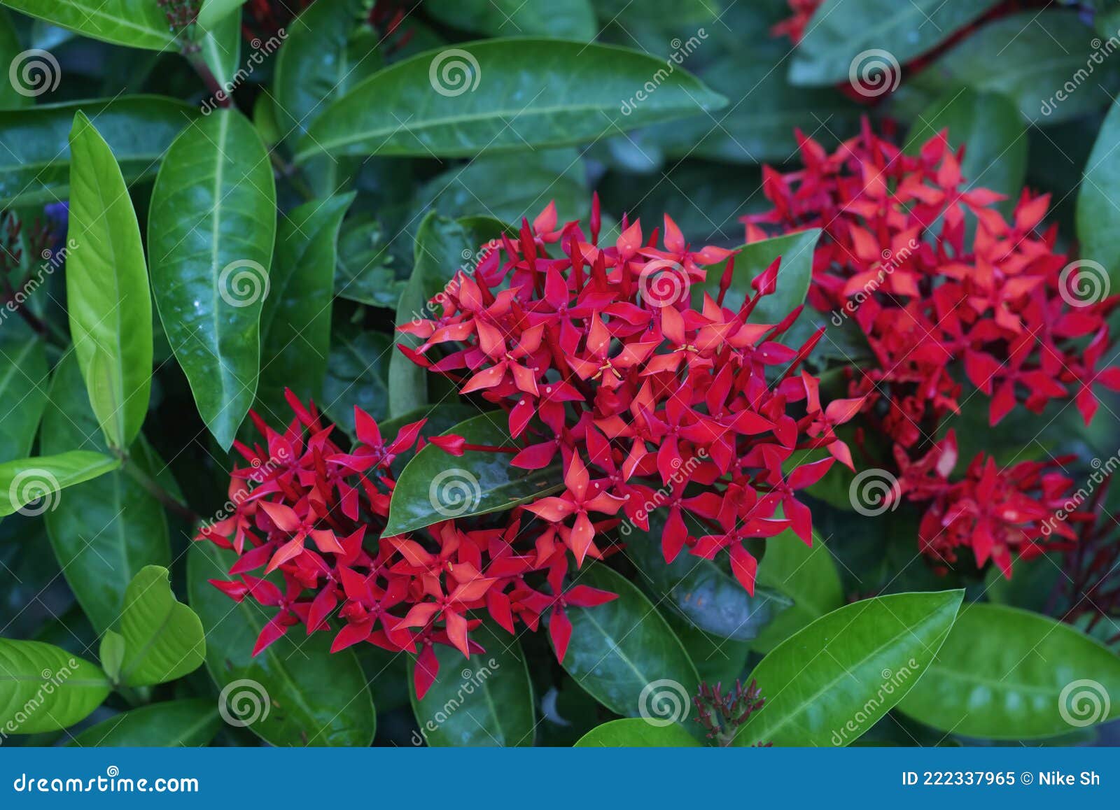 Flores De Ixora Vermelha Na Floração Imagem de Stock - Imagem de gotas,  jardinar: 222337965