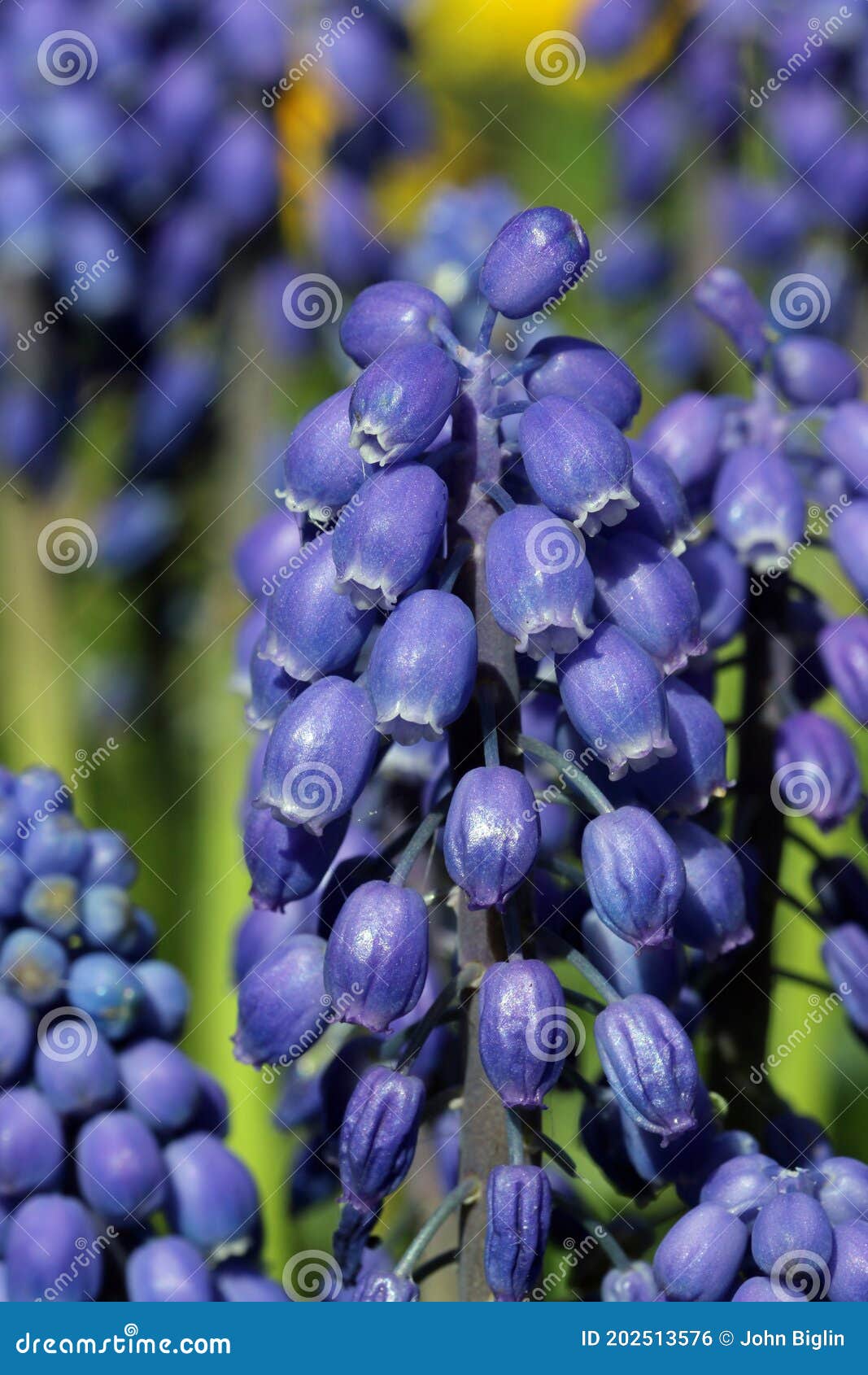 Flores De Jacinto De Uva Azul Foto de archivo - Imagen de perenne, fondo:  202513576