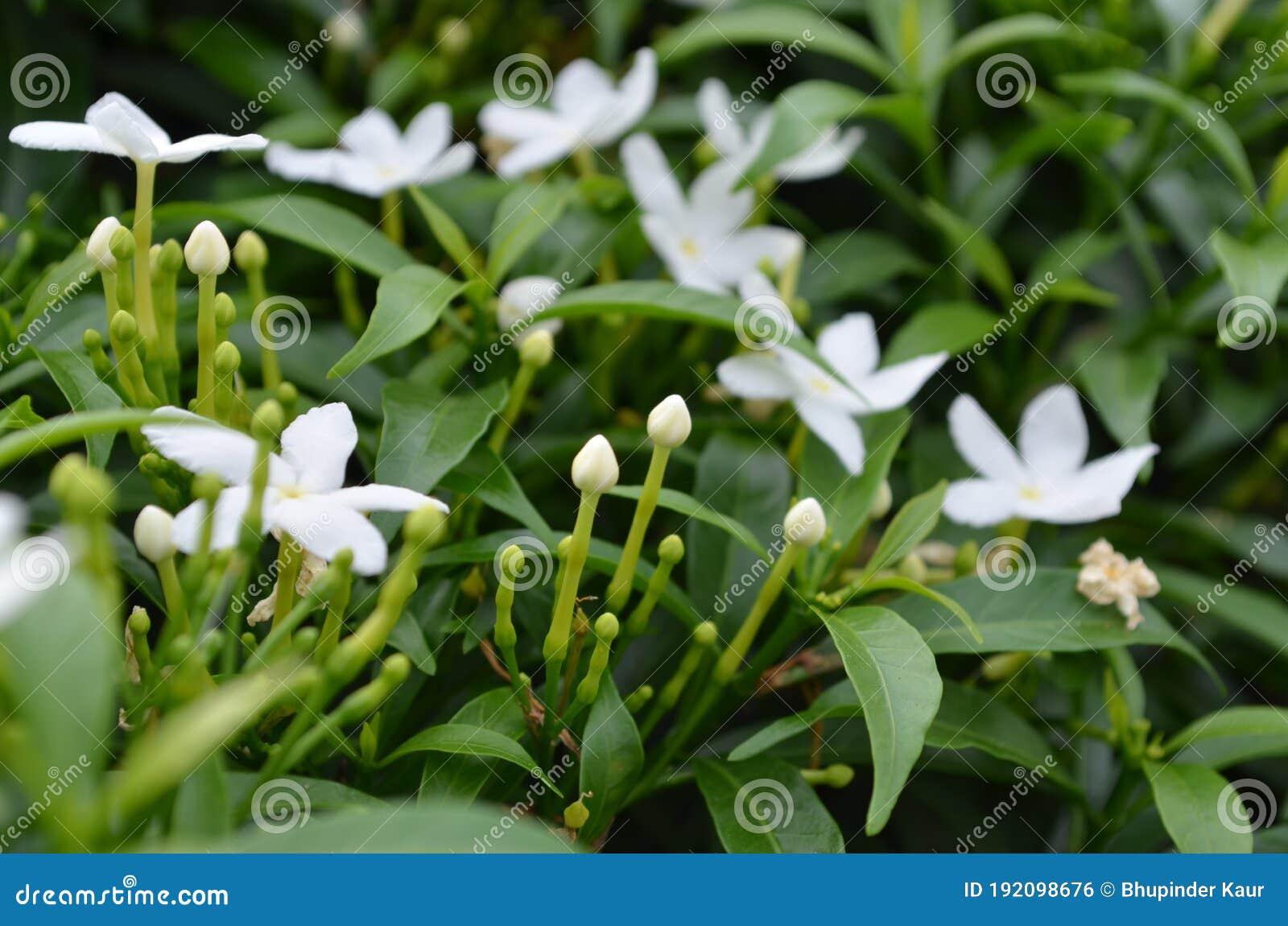 Flores De Jasmim De Cor Branca, Em Forma De Estrela, Num Arbusto De Jasmim  Num Jardim Foto de Stock - Imagem de arbusto, colorido: 192098676