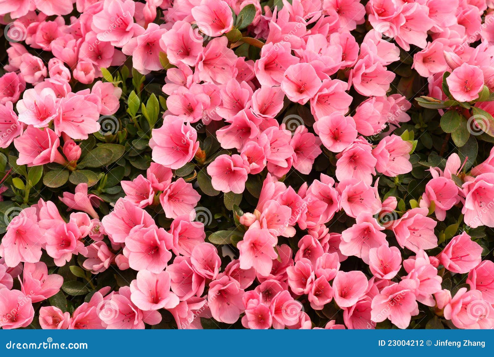 Flores de la azalea. El fondo de las flores rosadas de la azalea