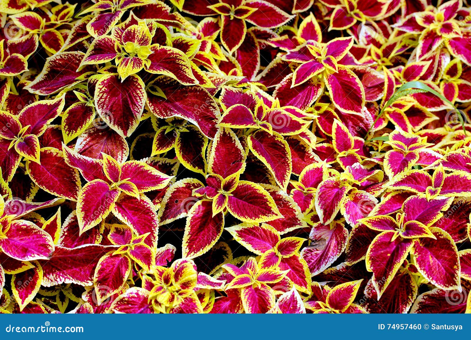 Flores De La Begonia De Rex Foto de archivo - Imagen de flora, floral:  74957460