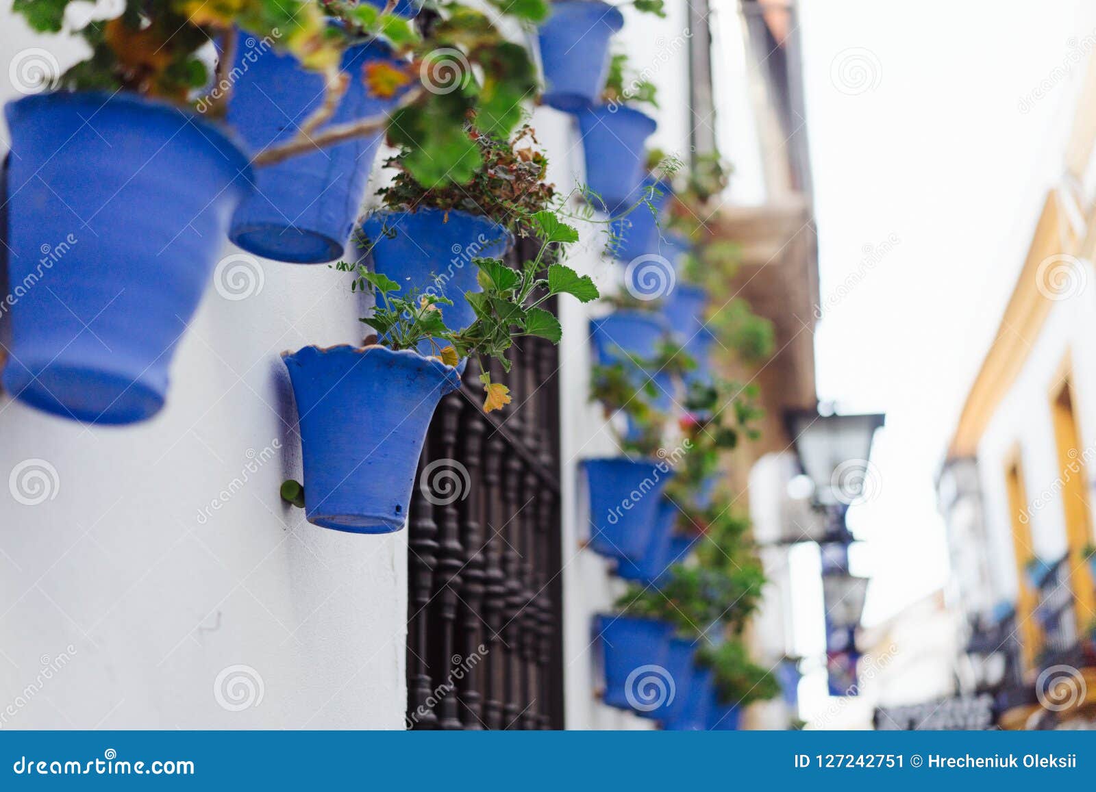 Flores De La Begonia En Potes Azules Imagen de archivo - Imagen de color,  verano: 127242751