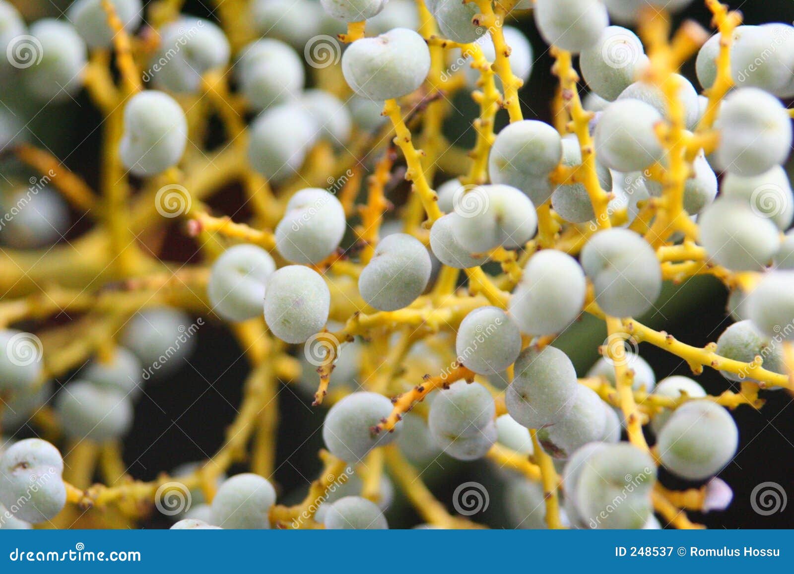 Flores de la bola. Flor blanca de la bola