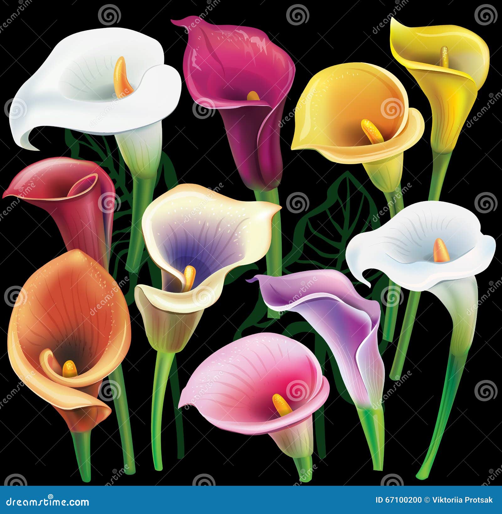 Flores De La Cala Fijadas En Diversos Colores Ilustración del Vector - Ilustración de saludo, follaje: 67100200 Flores De La Cala Fijadas En Diversos Colores Ilustración del Vector - Ilustración de saludo, follaje: 67100200